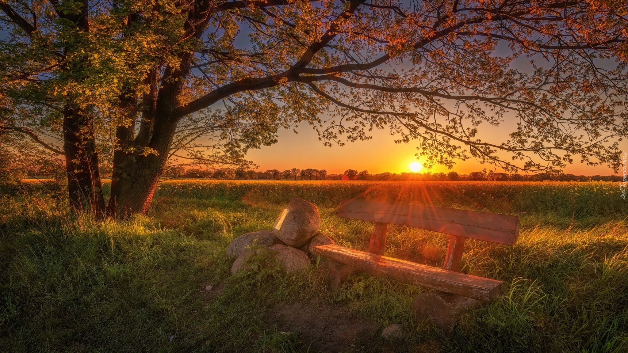 Ławka, Drzewa, Wschód słońca, Kamienie, Pole