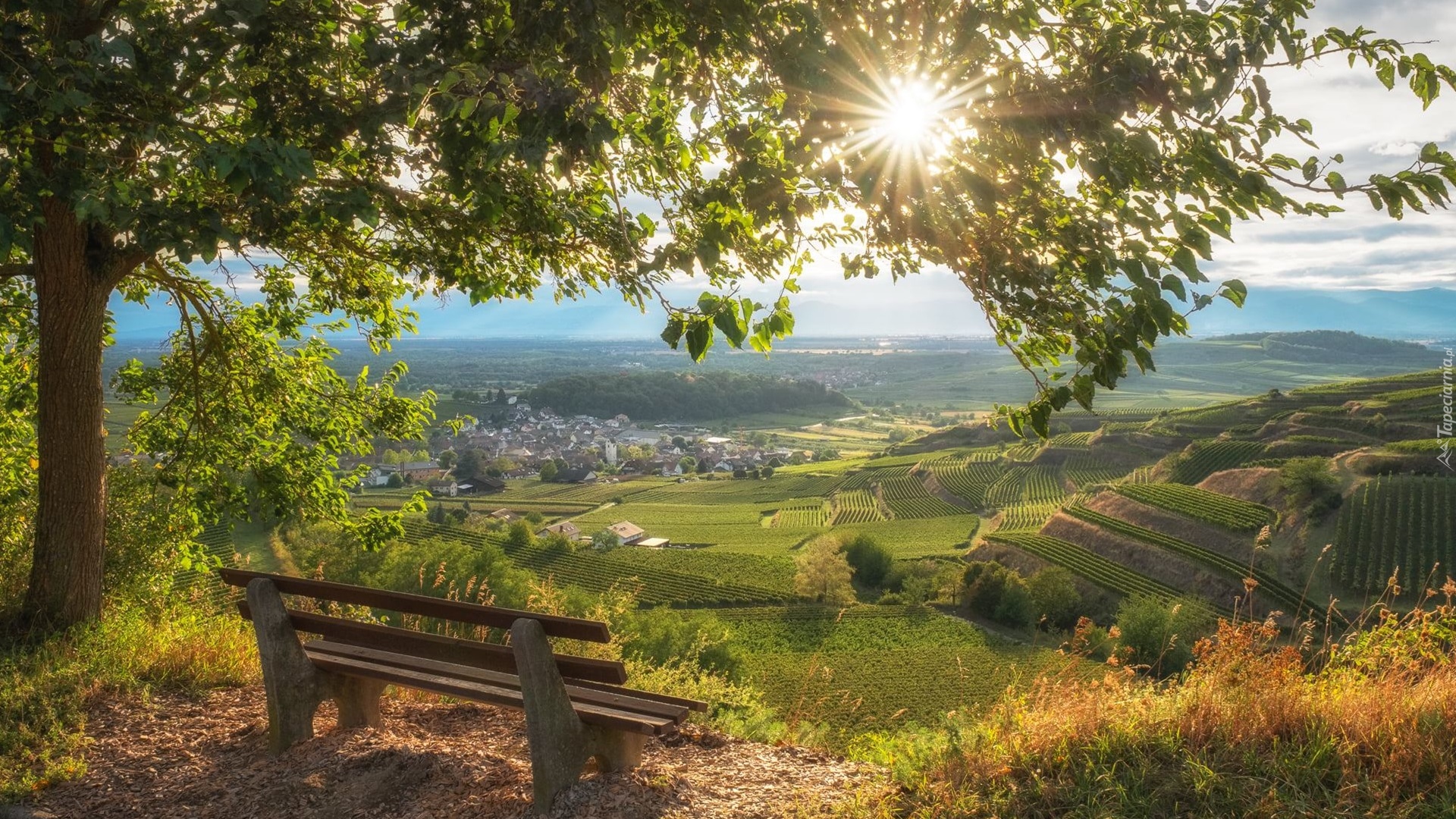 Promienie słońca, Wzgórza, Kaiserstuhl, Drzewo, Ławka, Bischoffingen, Badenia-Wirtembergia, Niemcy