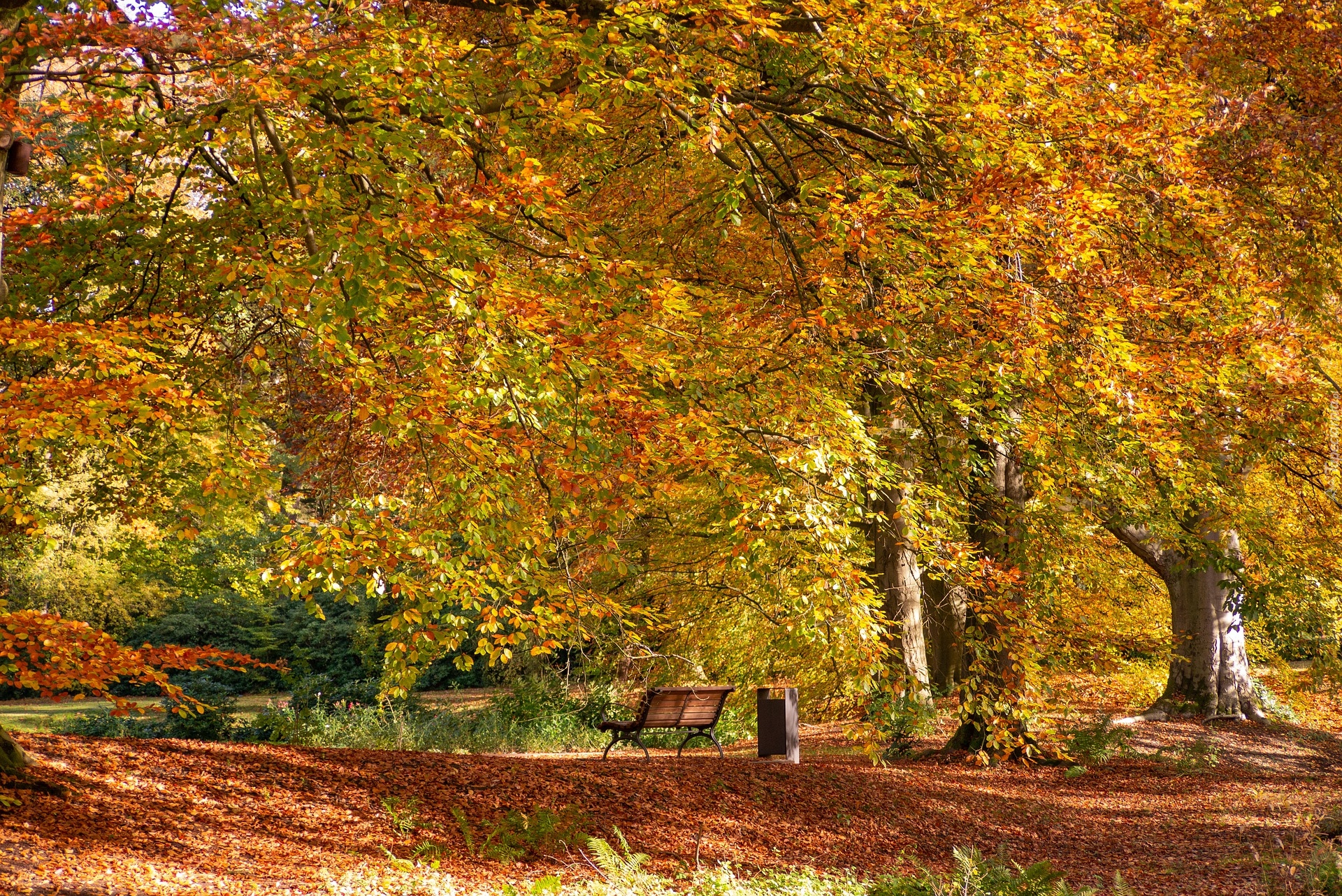 Jesień, Park, Pożółkłe, Drzewa, Ławka