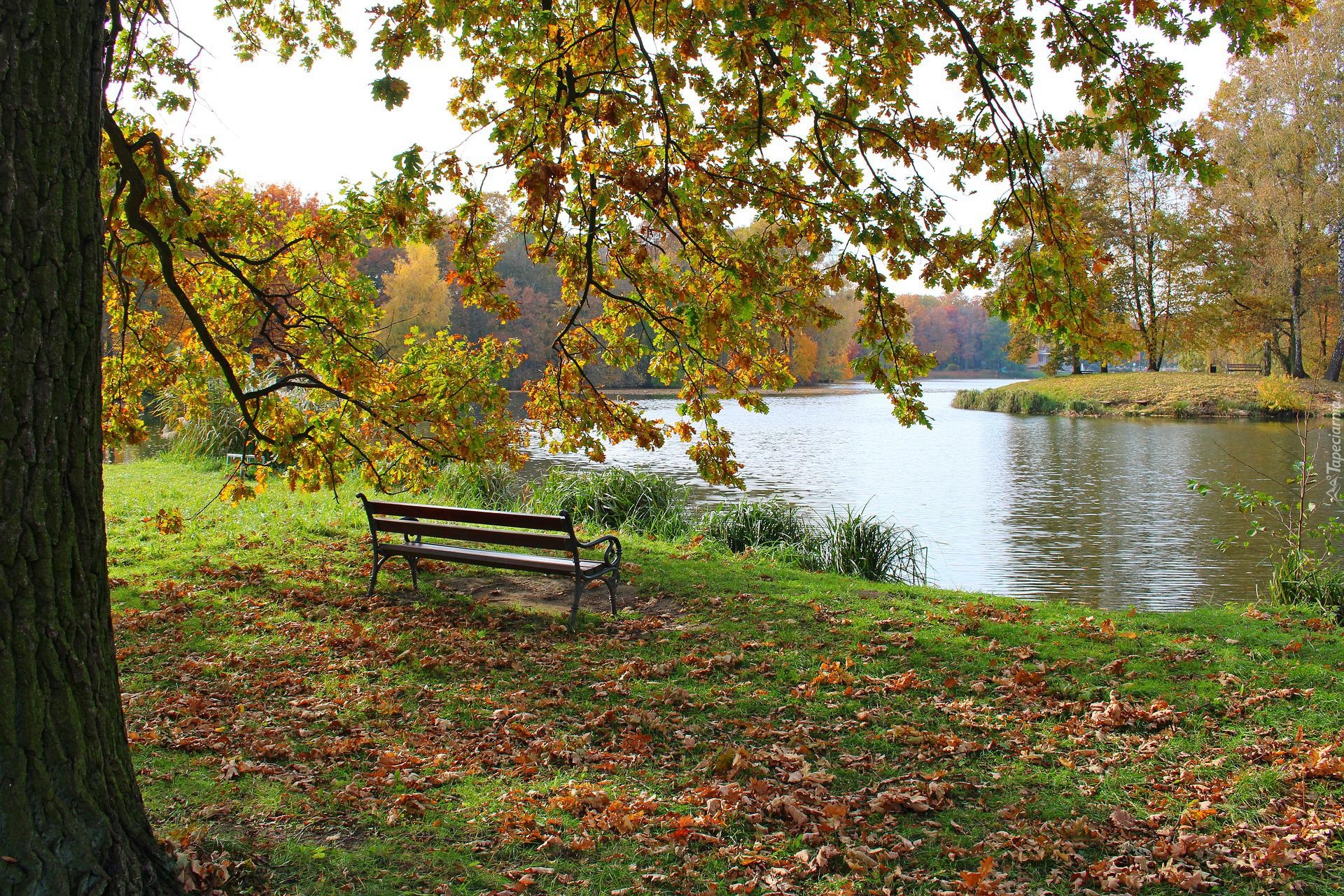 Ławka, Staw, Drzewo, Jesień, Park