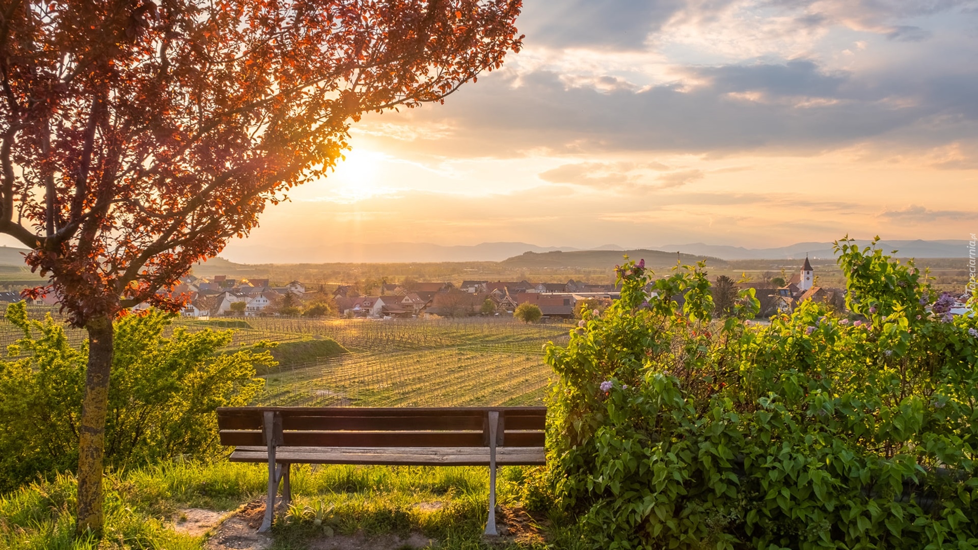 Wschód słońca, Wzgórza, Kaiserstuhl, Drzewo, Ławka, Pola, Domy, Bischoffingen, Badenia-Wirtembergia, Niemcy