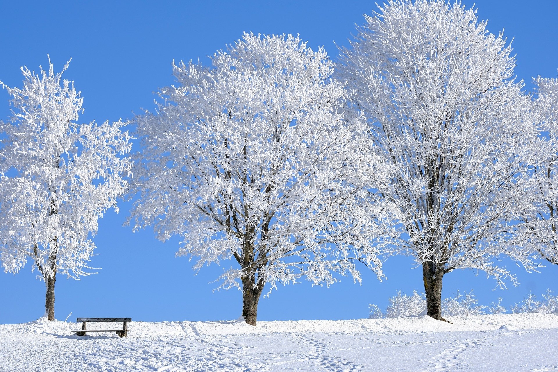 Zima, Ośnieżone, Drzewa, Ławka, Pole, Śnieg, Ślady