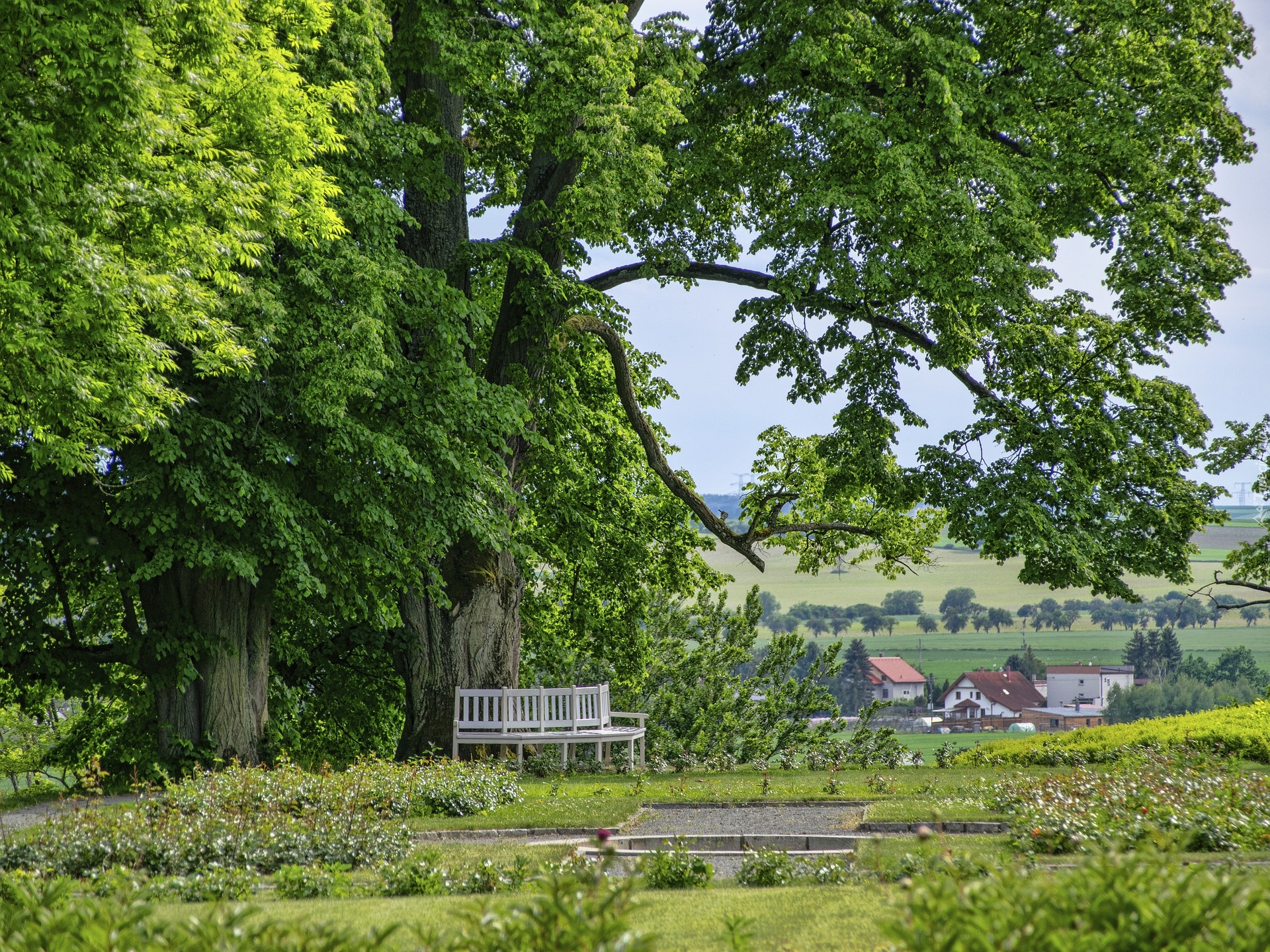 Drzewa, Ławka, Park