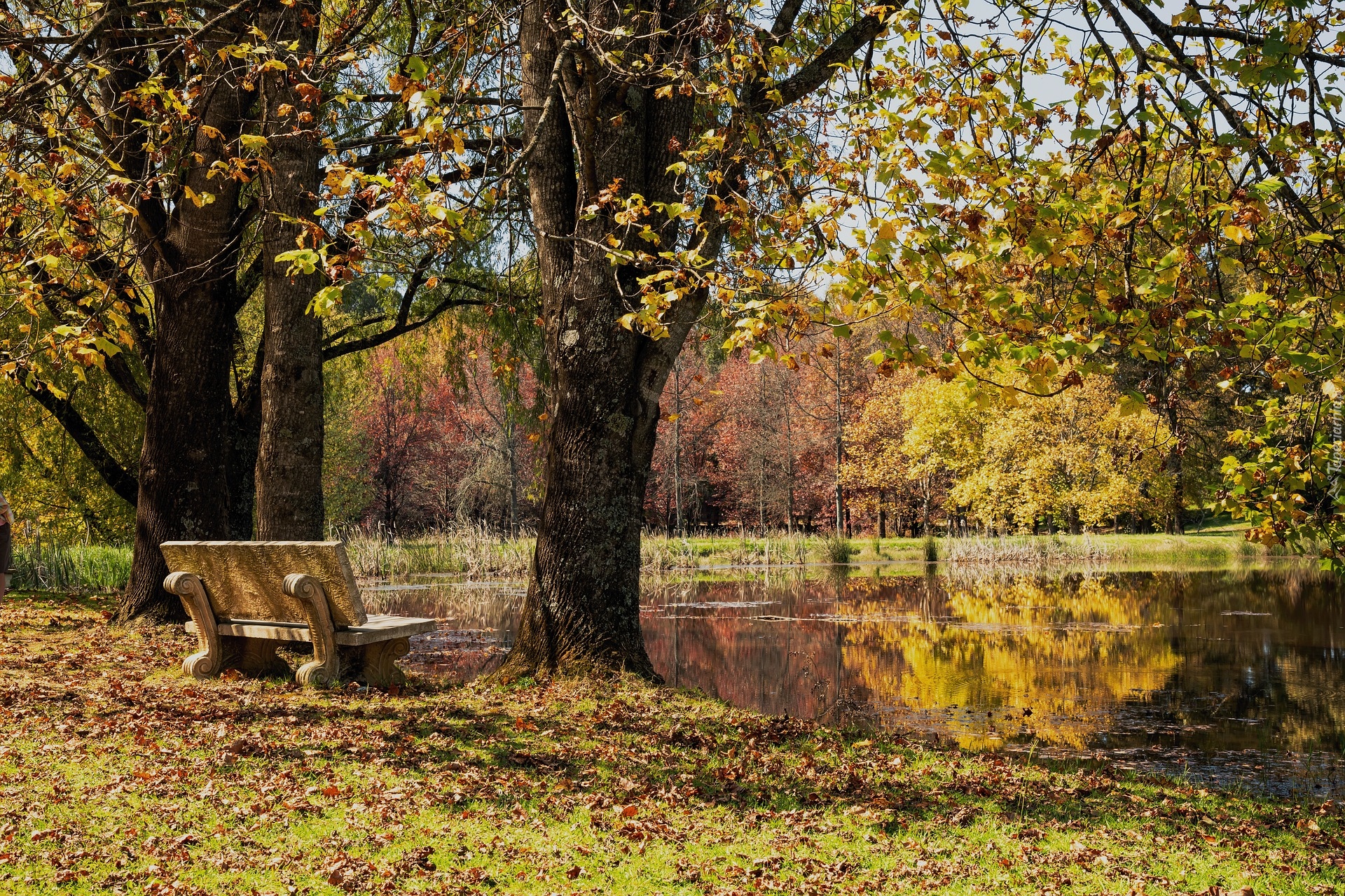 Jesień, Drzewa, Ławka, Staw, Park