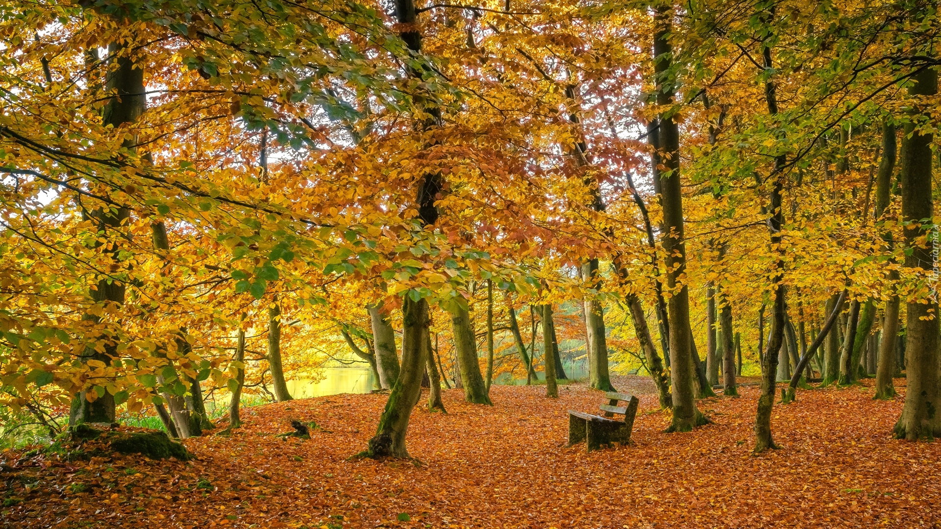 Park, Drzewa, Ławka, Staw, Liście, Jesień