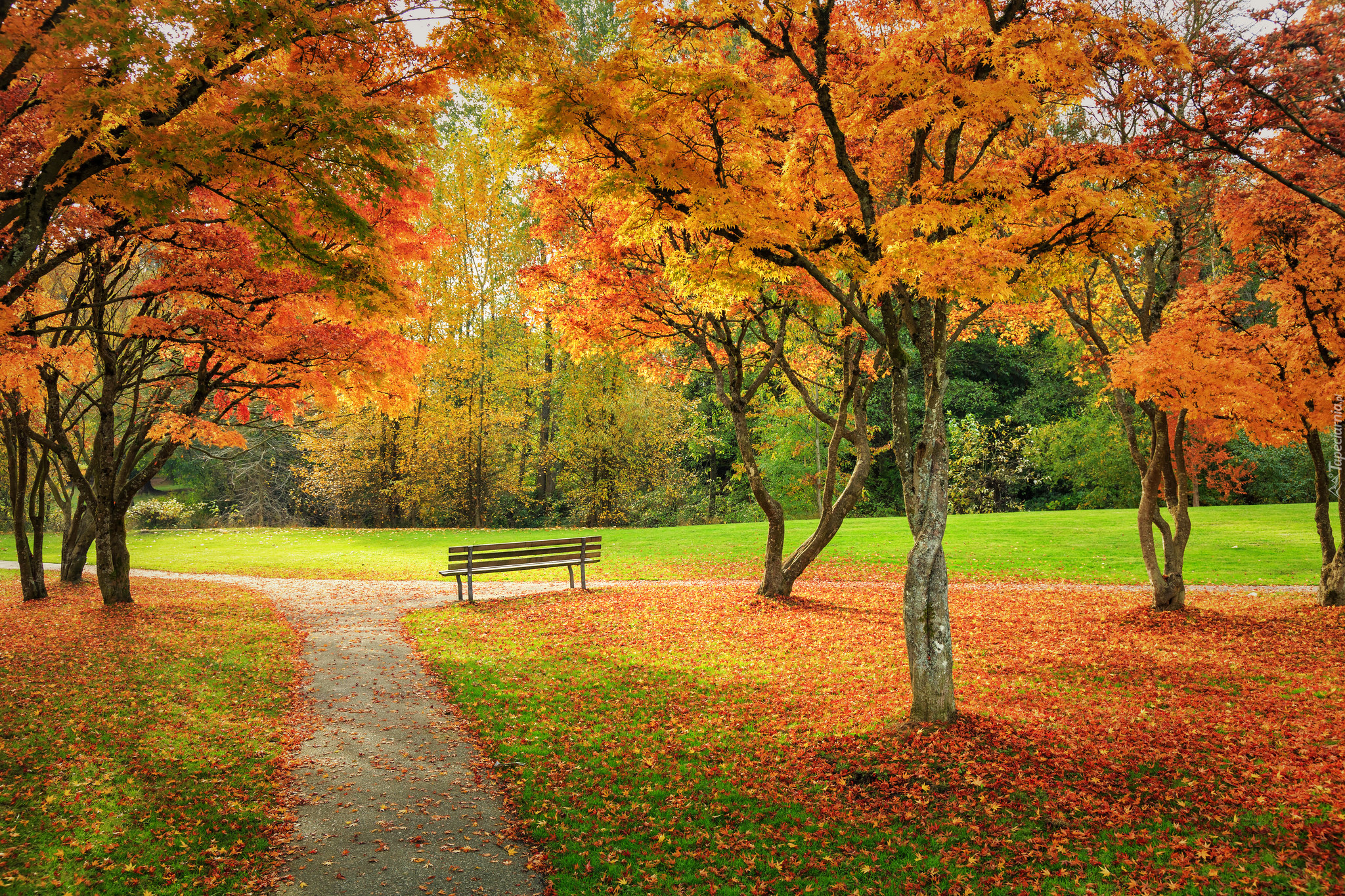 Park, Jesień, Drzewa, Ławka, Żółte, Liście