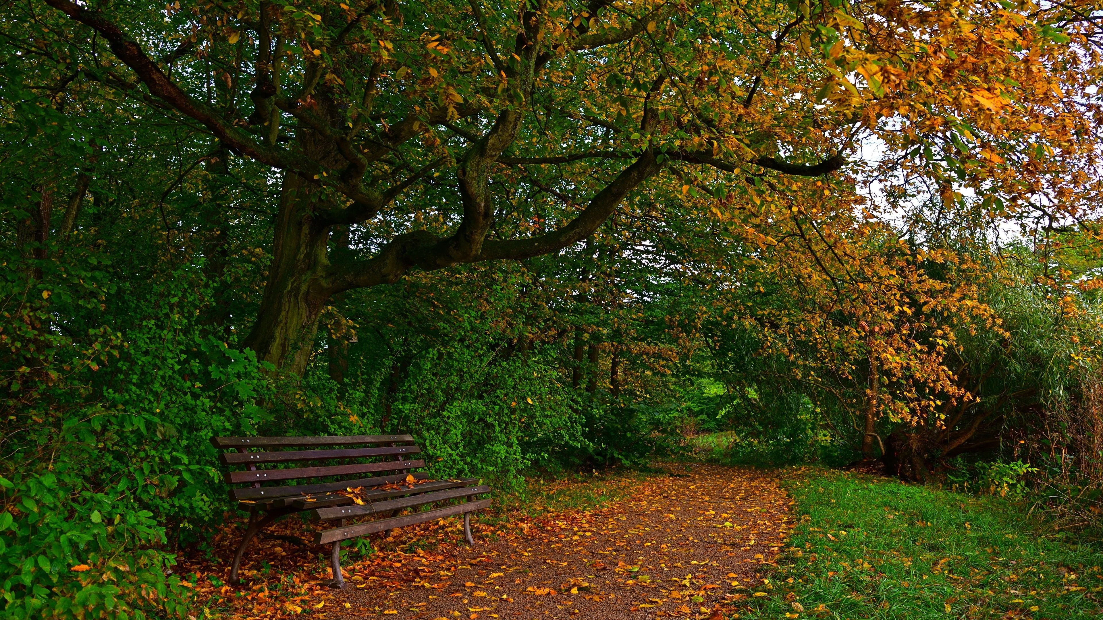 Park, Drzewa, Ławka, Ścieżka, Liście, Jesień