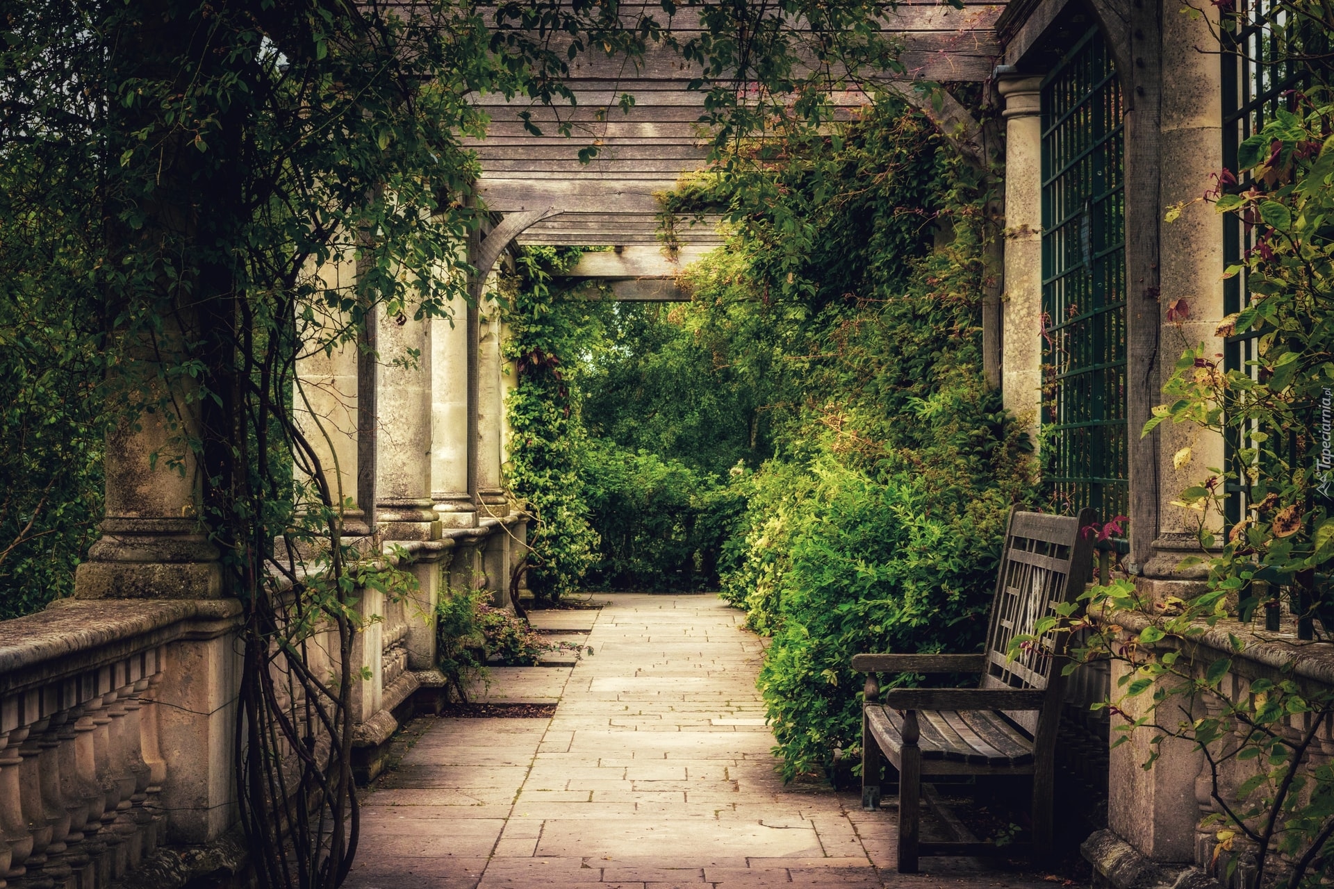 Patio, Ogród, Ławka, Pergola, Roślinność