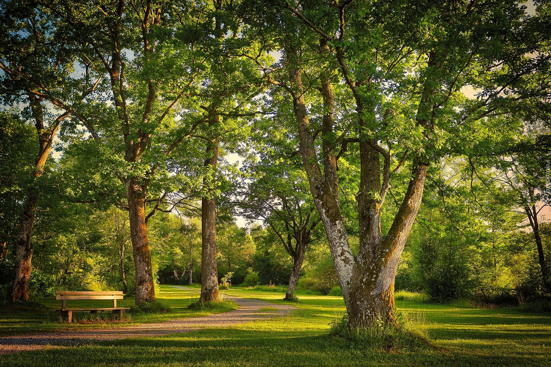 Park, Liście, Liściaste, Drzewa, Ławka, Aleja