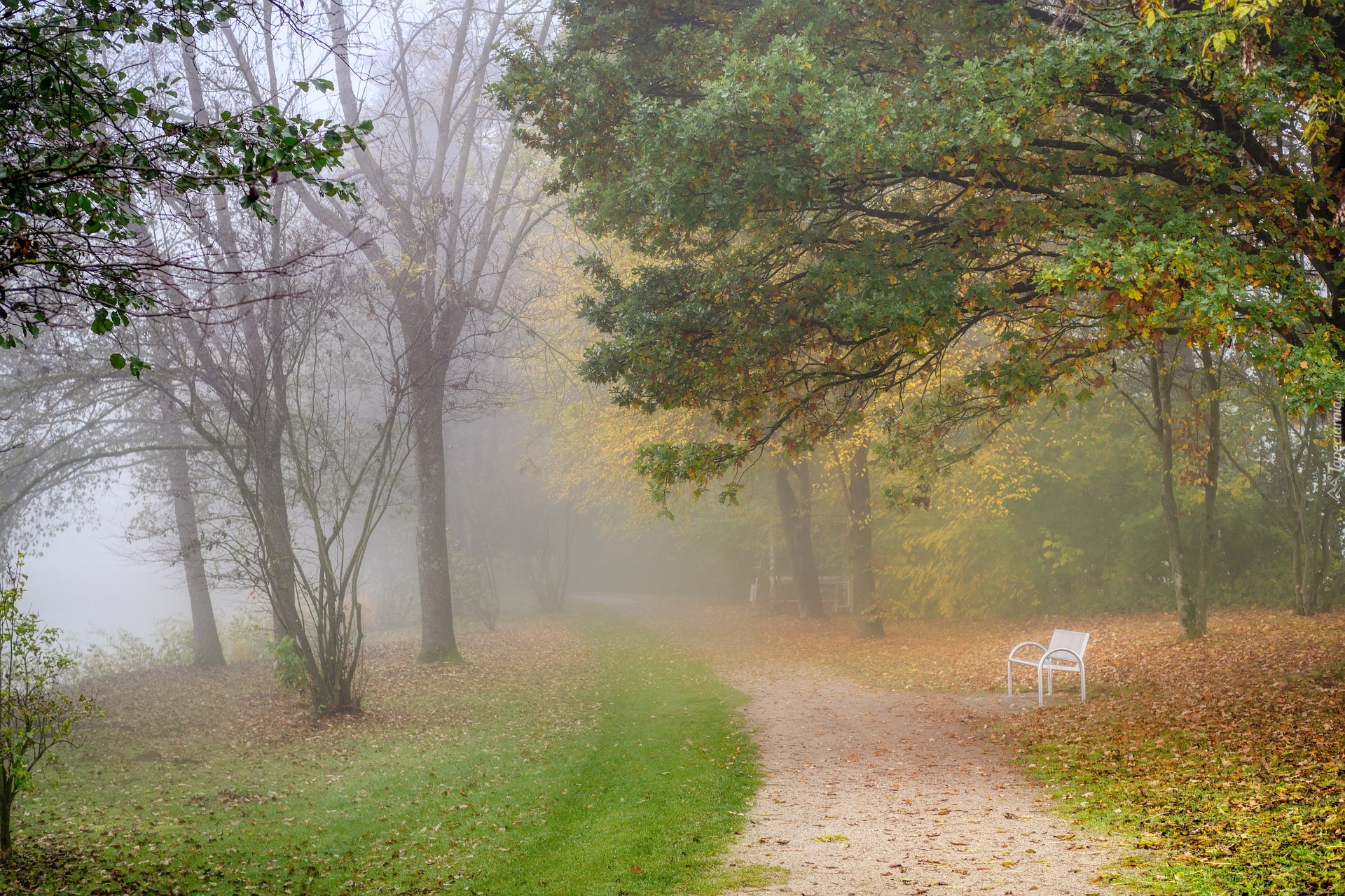 Jesień, Mgła, Drzewa, Park, Ławka, Opadłe, Liście, Ścieżka