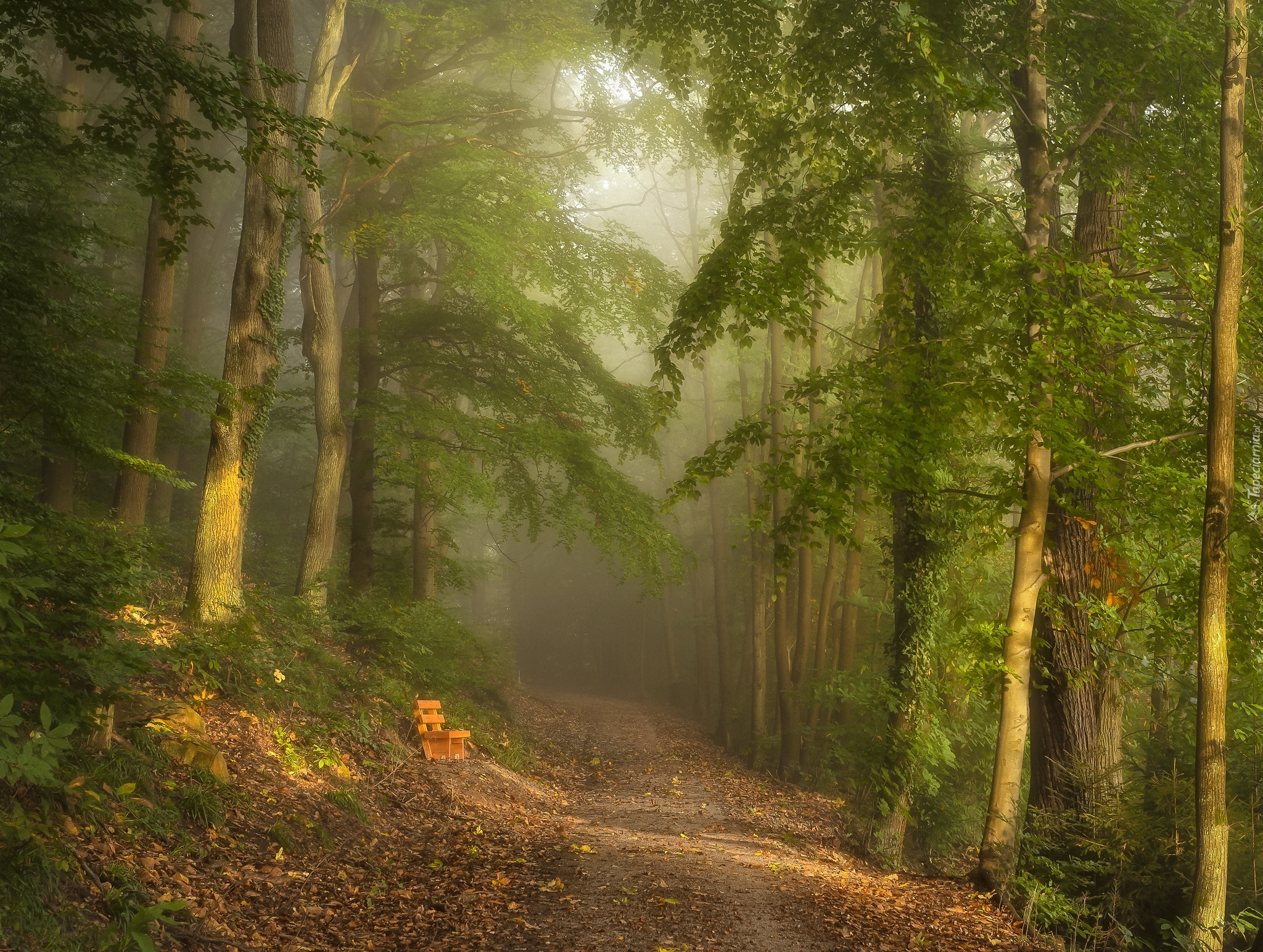 Las, Drzewa, Mgła, ścieżka, Ławka