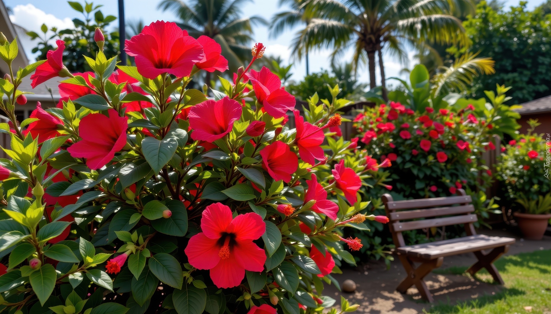 Krzewy, Kwiaty, Czerwone, Ławka