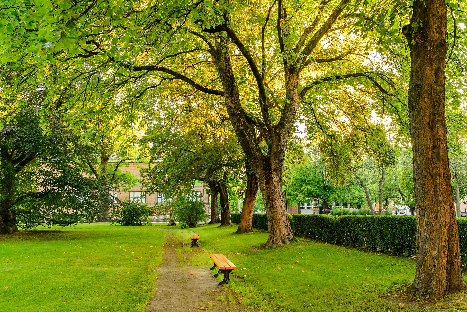 Ławki, Trawa, Drzewa, Park