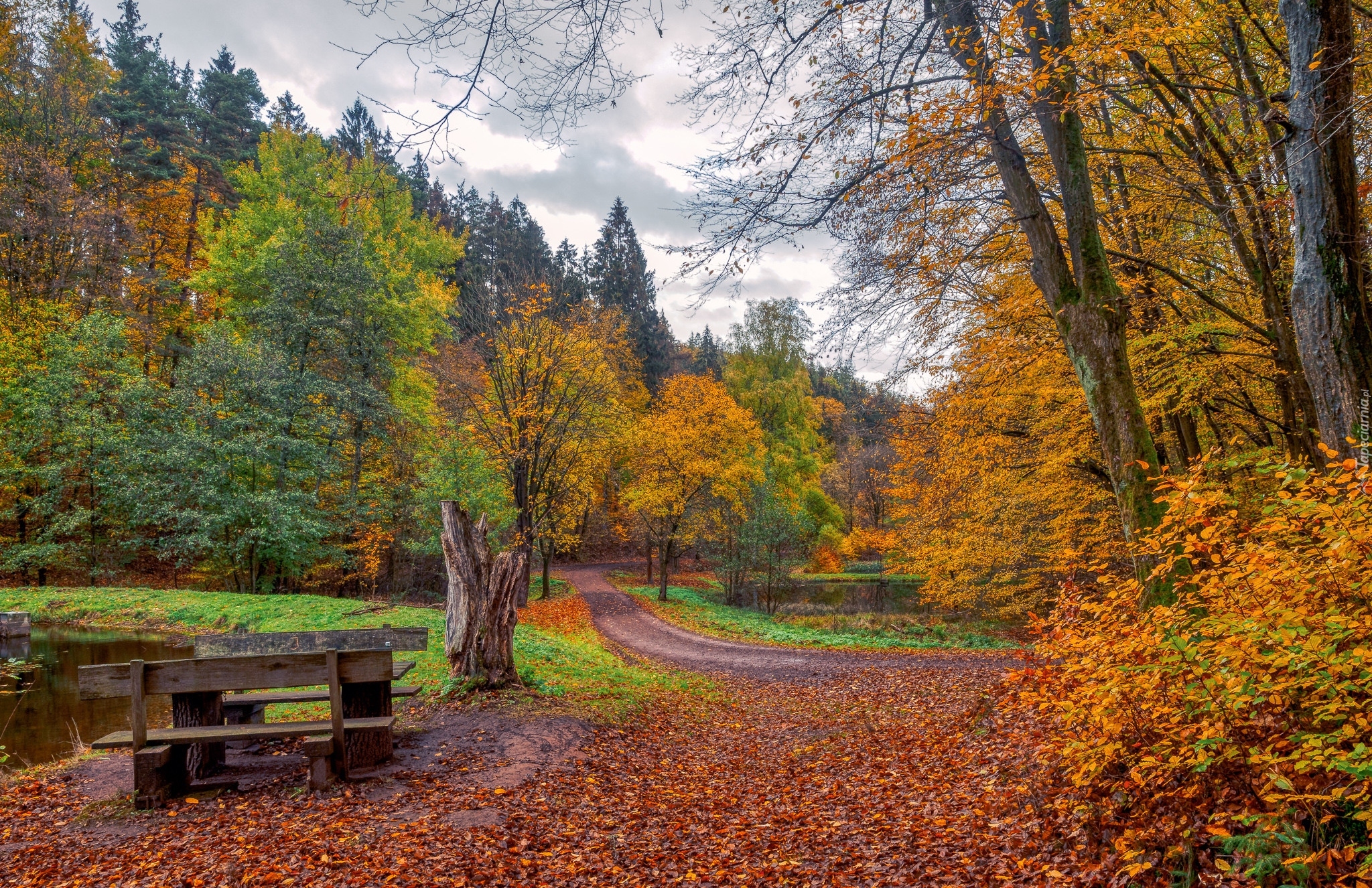 Park, Drzewa, Ławki, Jesień, Staw, Chmury