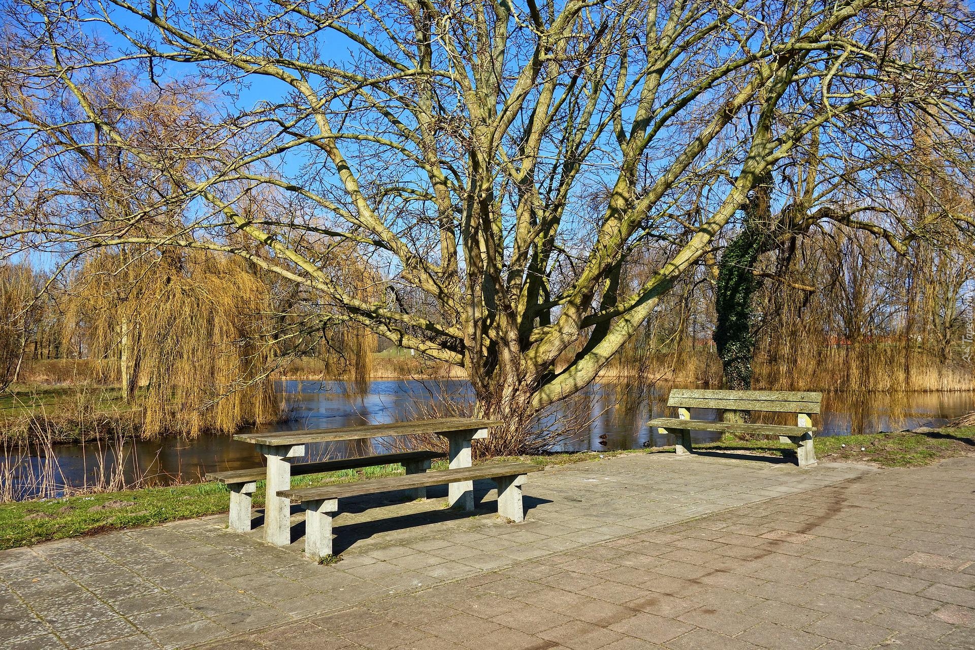 Ławki, Drzewo, Park, Staw