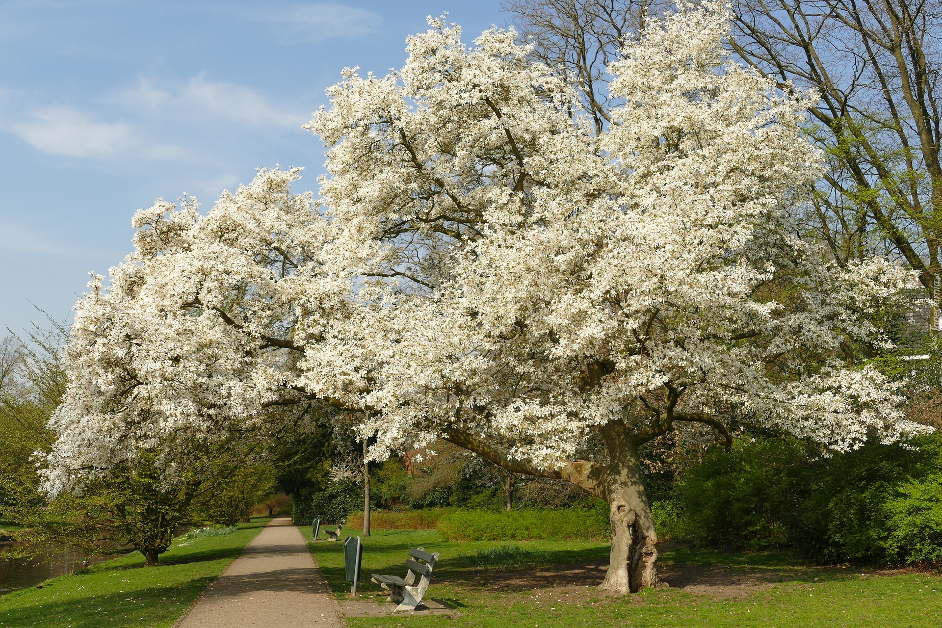 Wiosna, Kwitnące, Drzewa, Ławki, Droga, Park