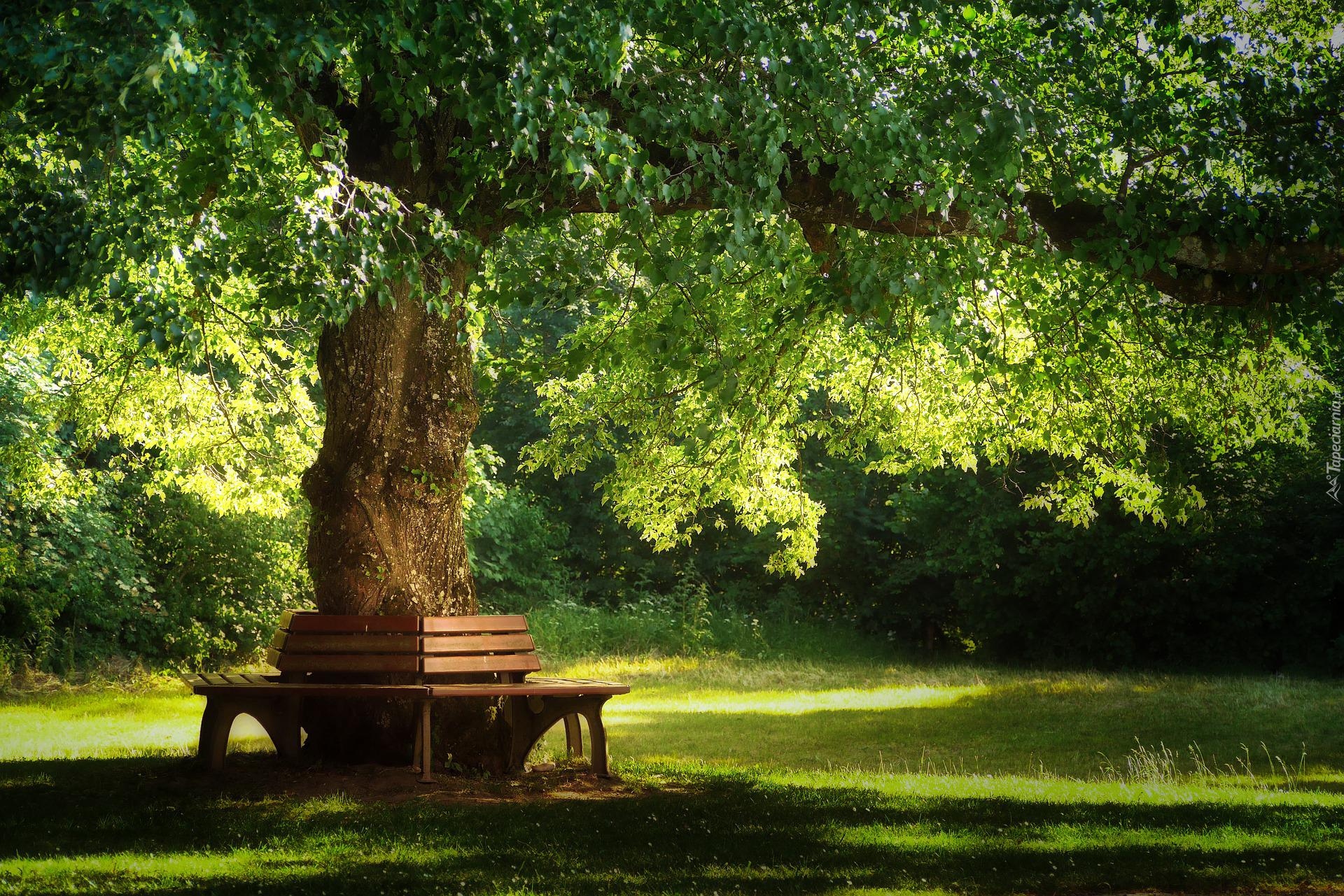 Park, Drzewo, Trawa, Ławki