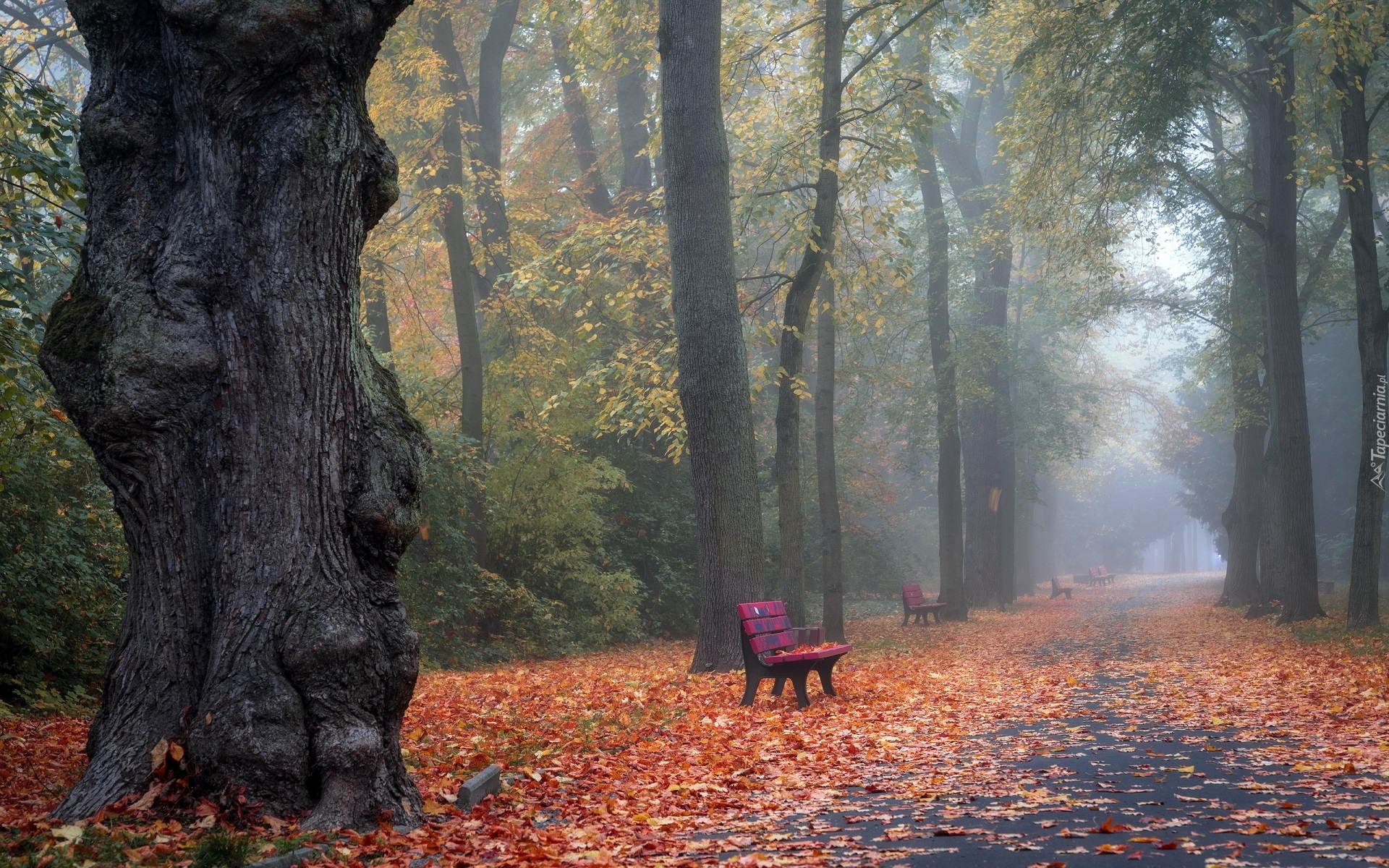 Jesień, Park, Mgła, Ławki, Alejka, Drzewa, Liście