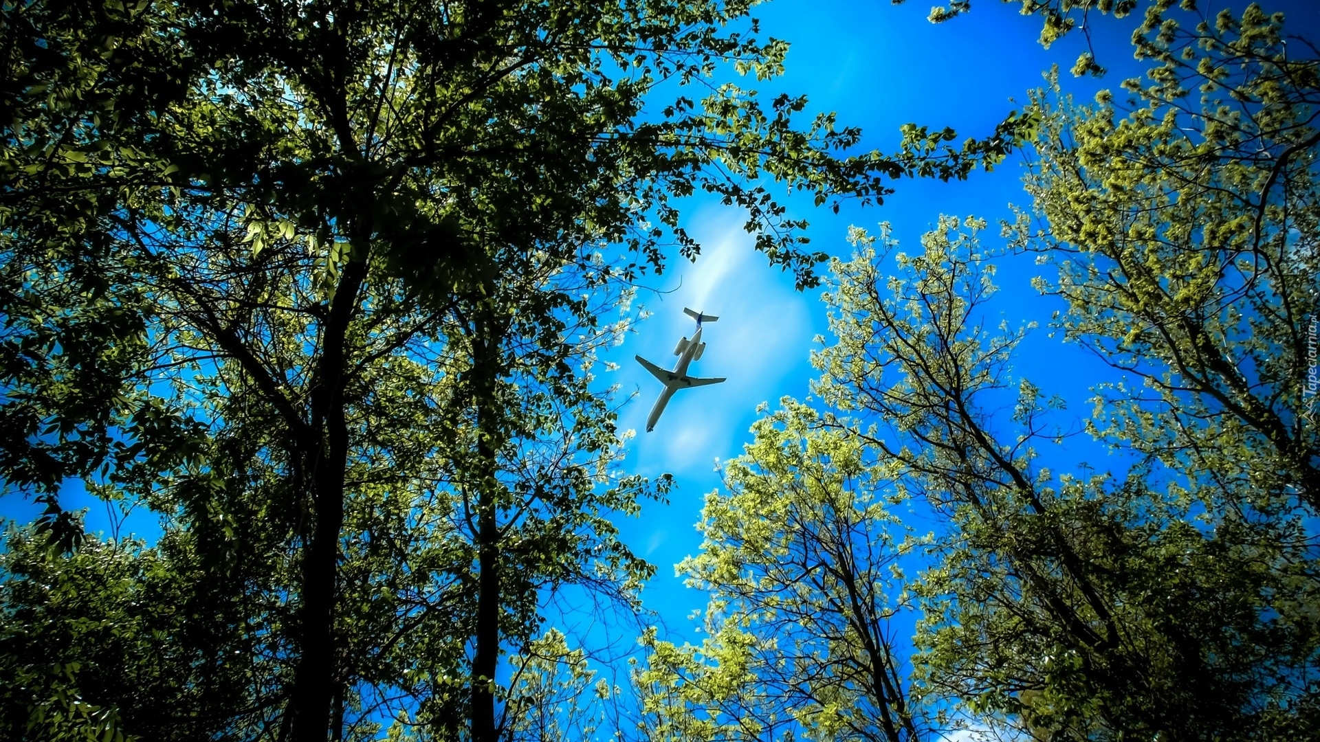 Drzewa, Samolot, Niebo