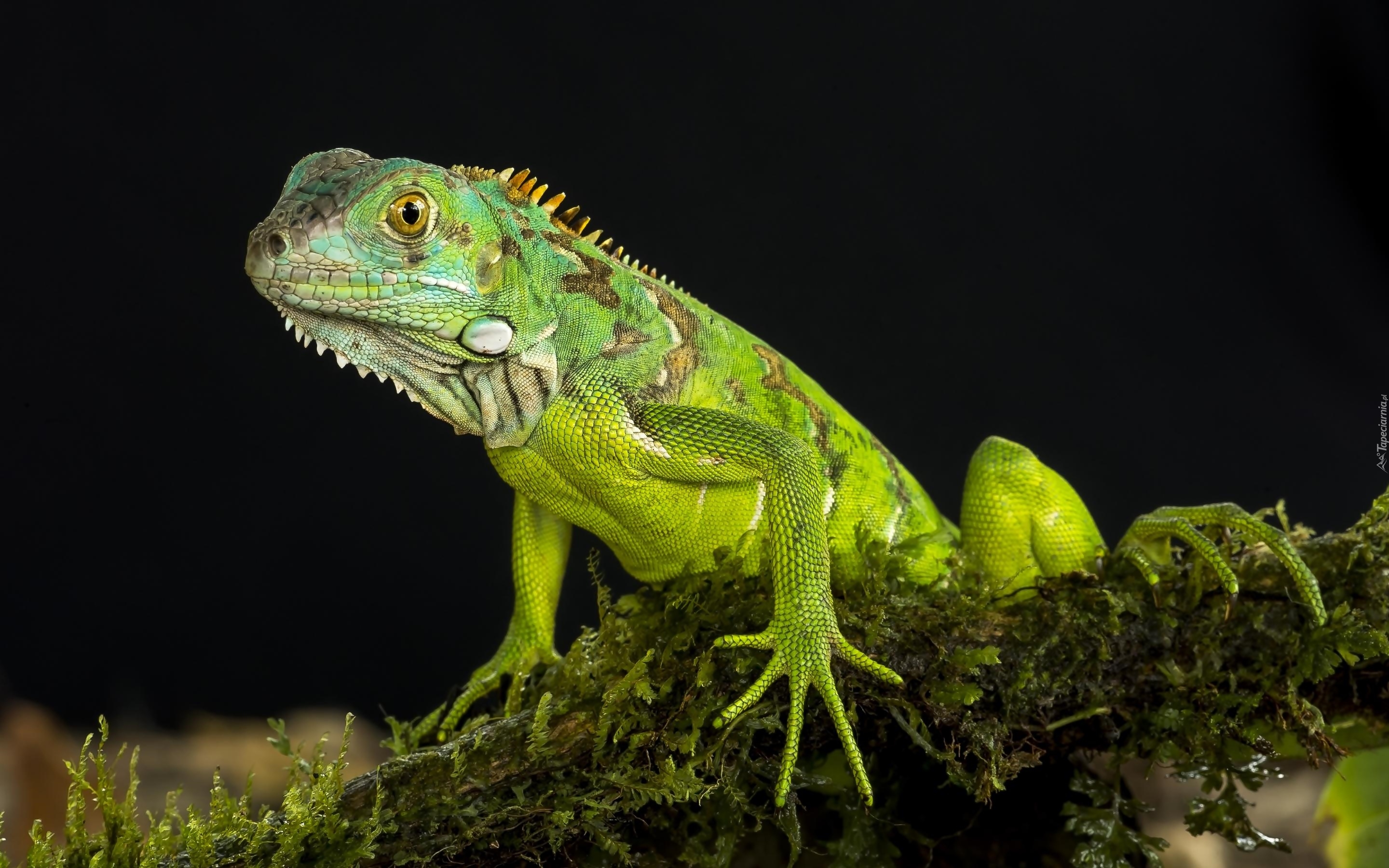 Jaszczurka, Legwan zielony, Iguana