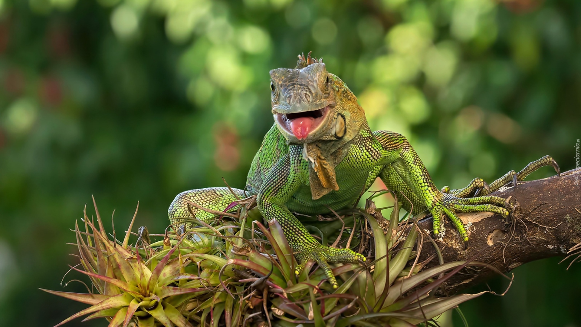 Jaszczurka, Legwan zielony, Iguana, Pień, Rośliny