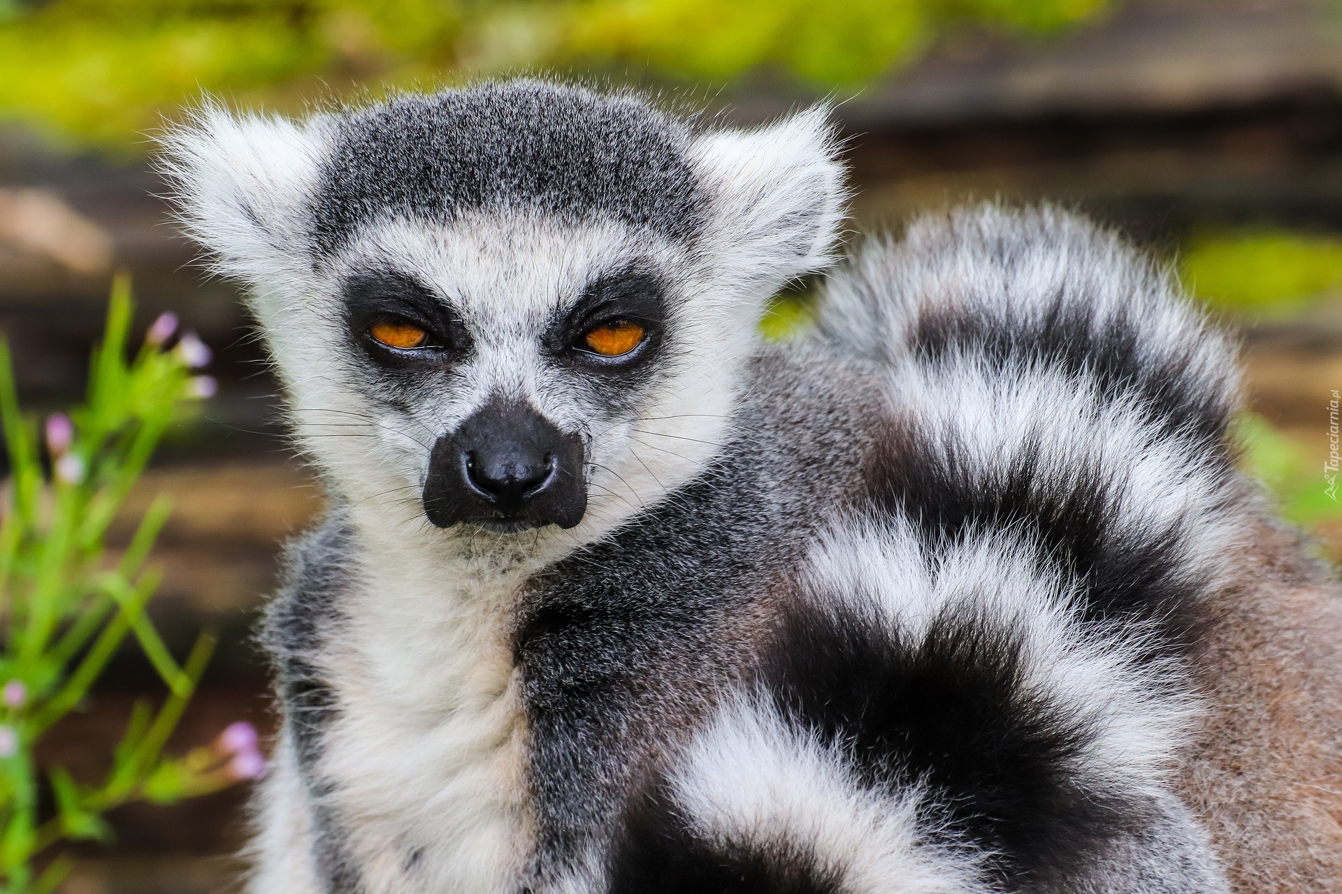 Lemur Katta, Ogon