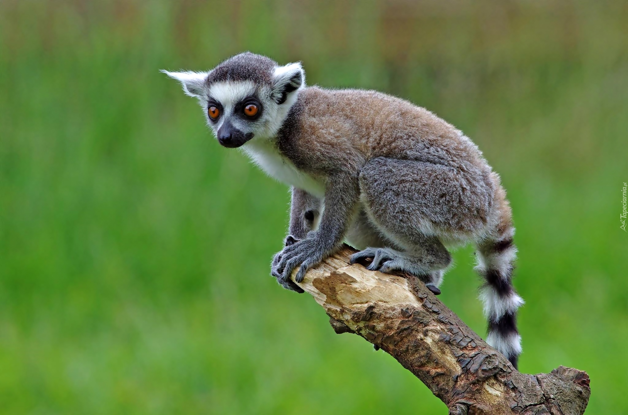 Młody, Lemur, Drzewo