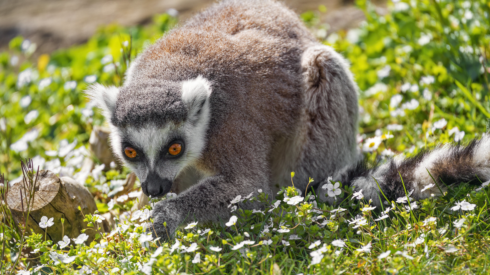 Lemur, Kwiaty, Trawa