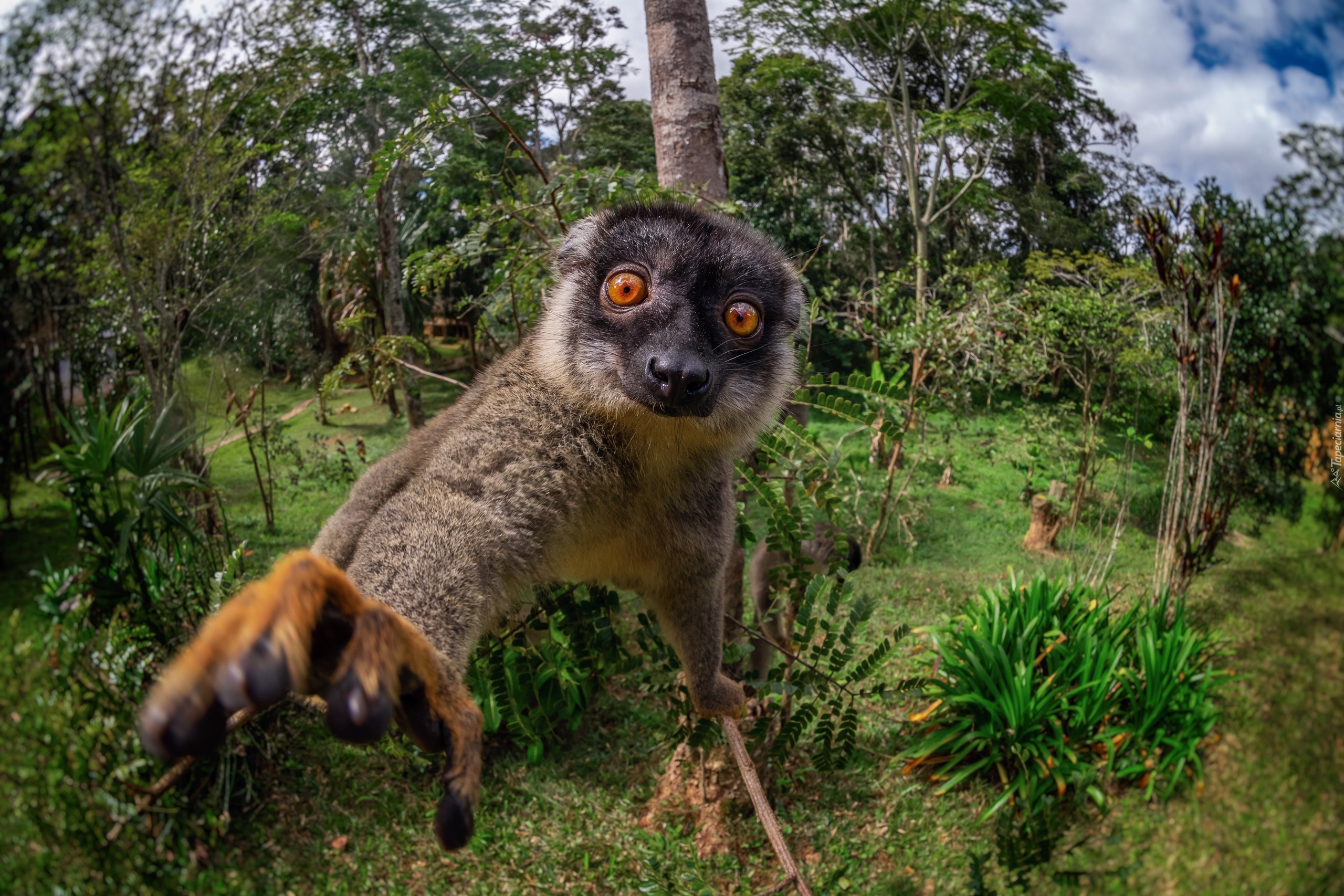 Lemur płowy, Wyciągnięta, Łapka, Oczy, Drzewo, Krzewy