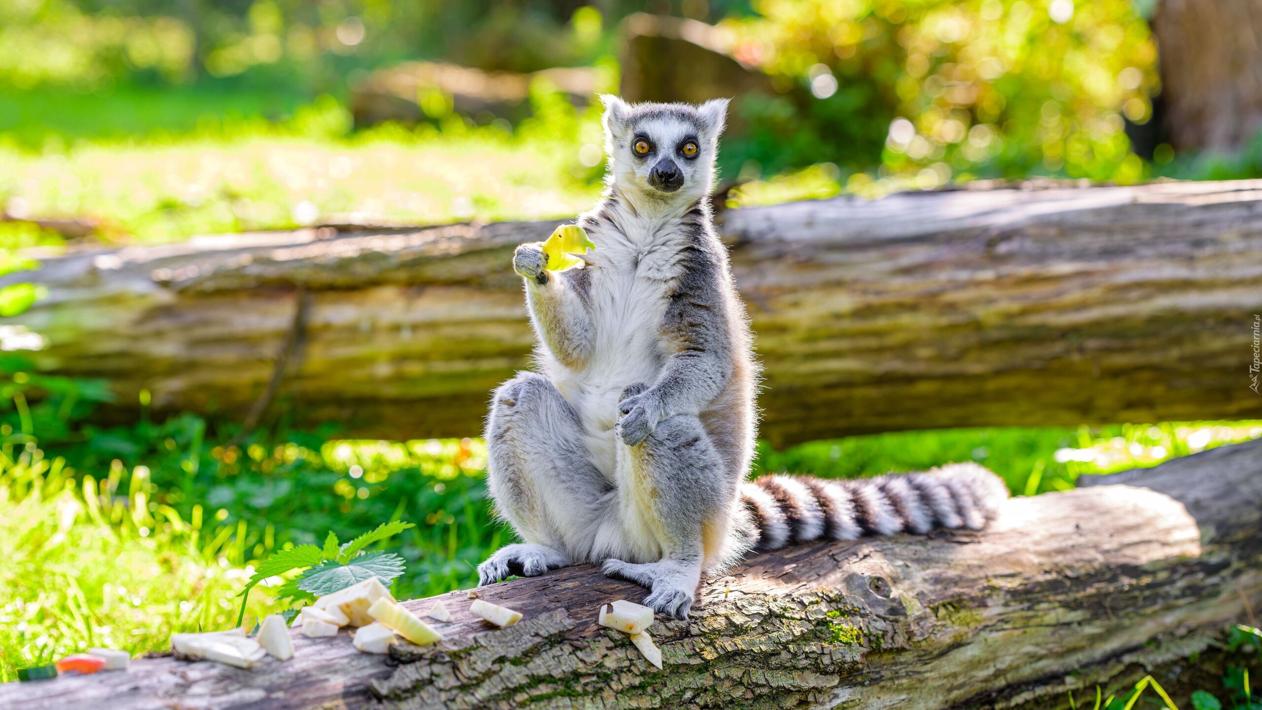 Lemur, Kłoda