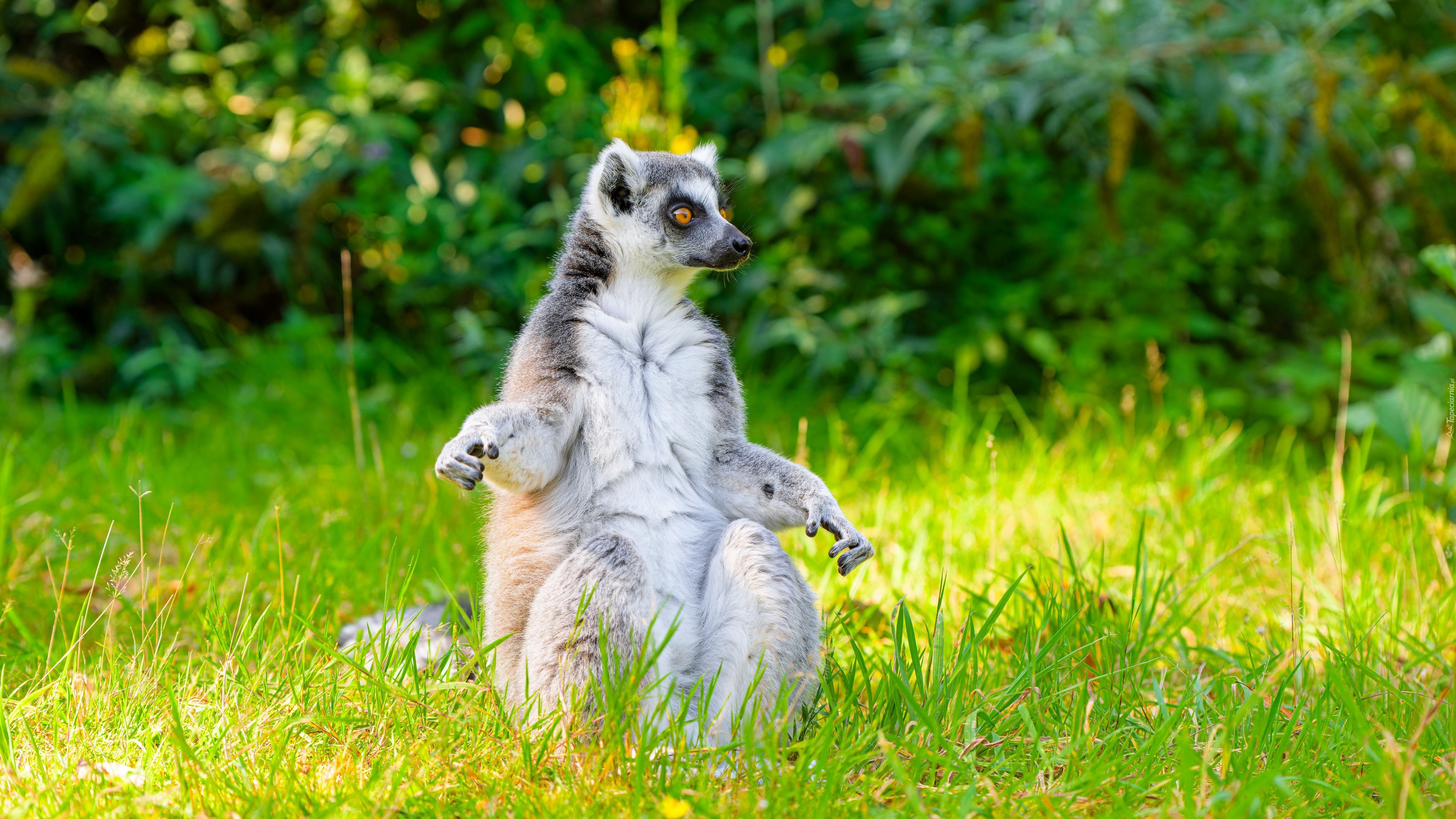 Lemur, Siedzący, Trawa