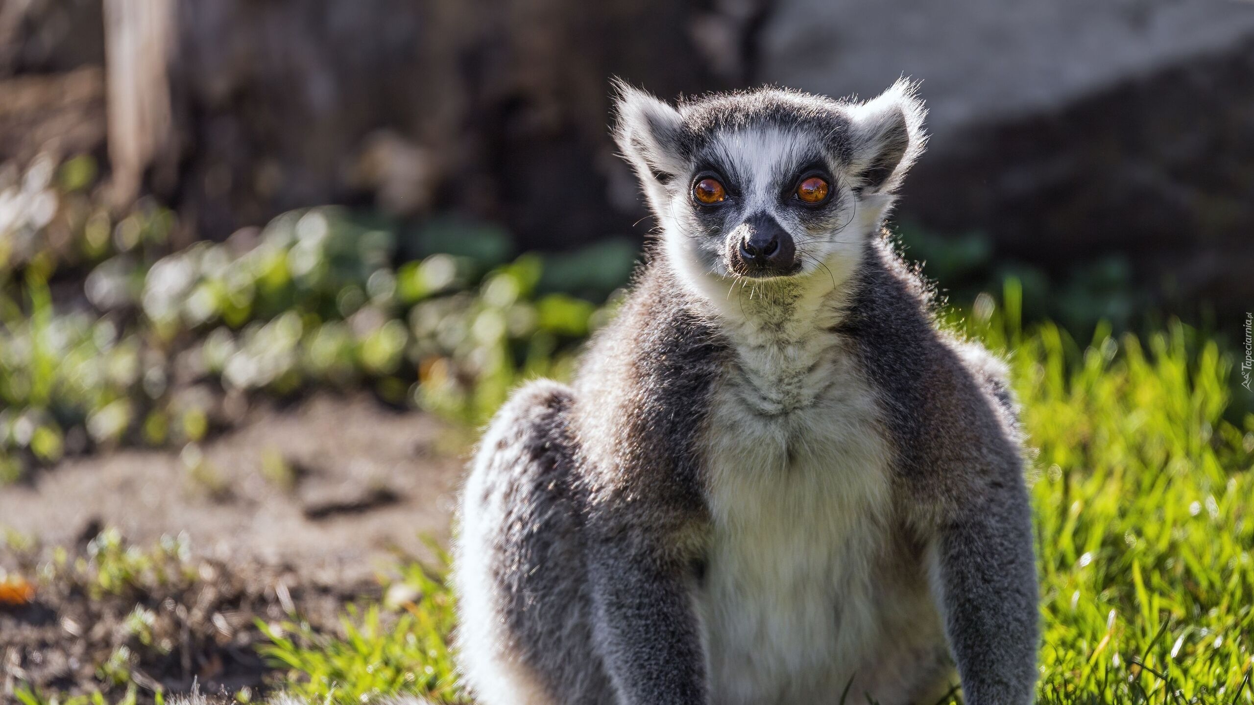 Lemur, Katta, Zbliżenie