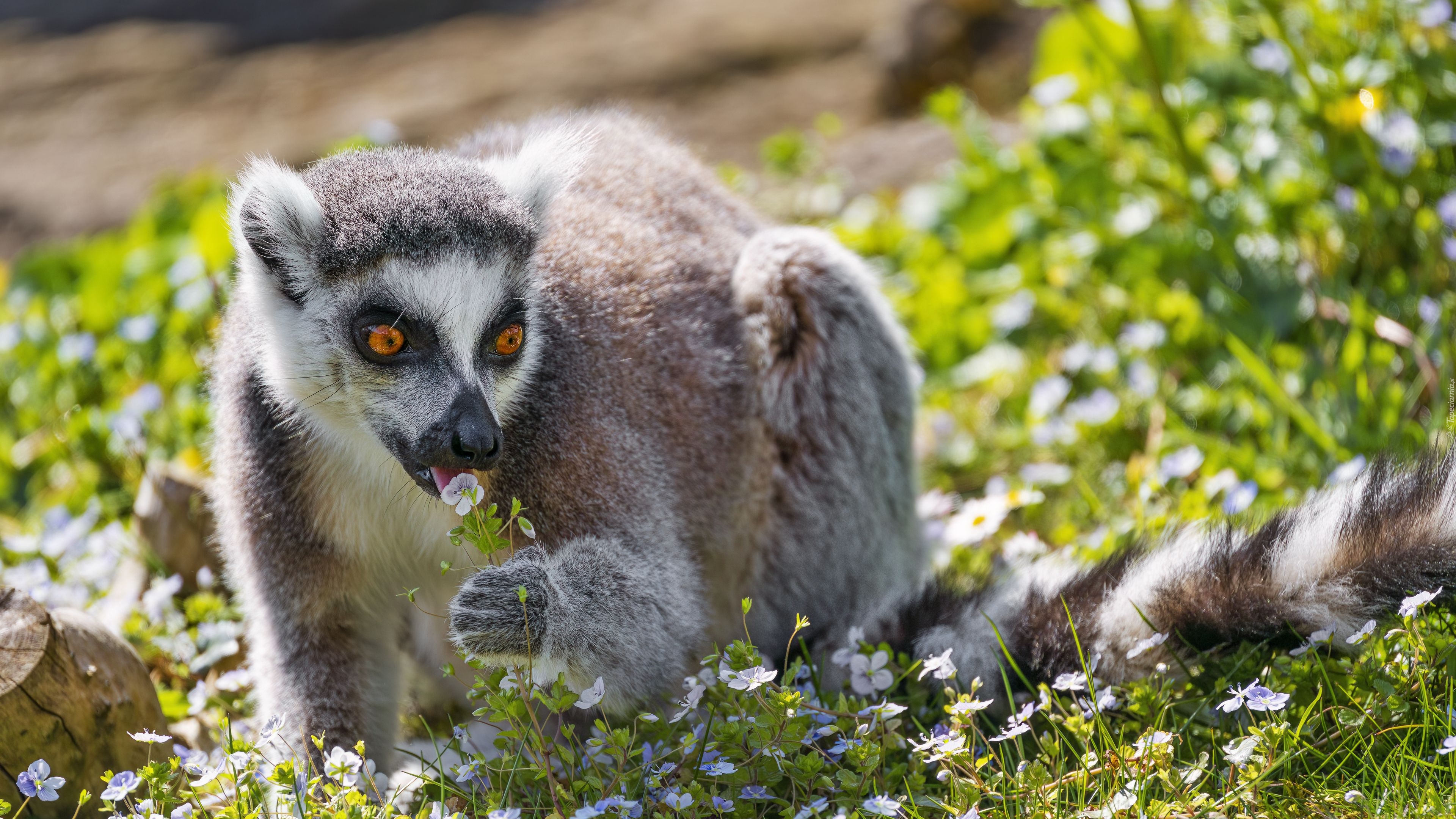 Lemur, Kwiaty