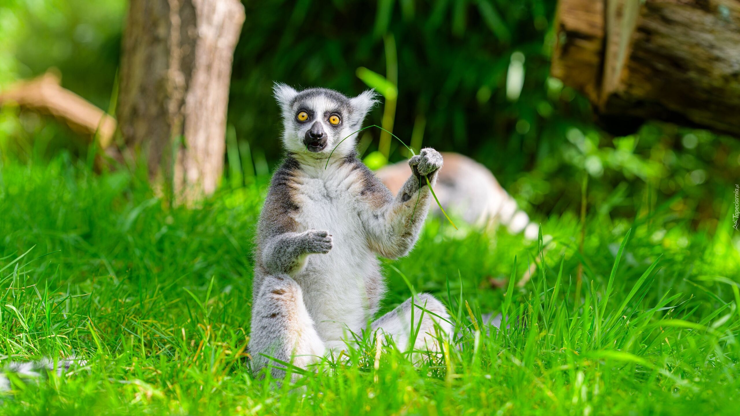 Siedzący, Lemur, Trawa