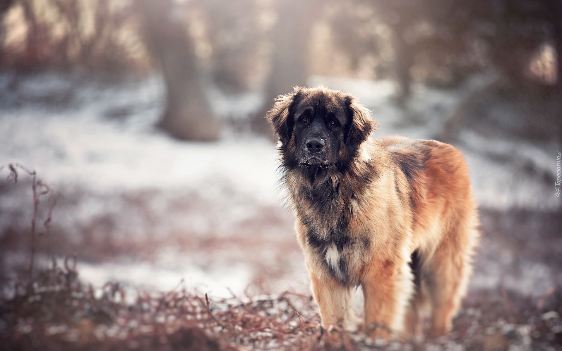 Leonberger, Natura, Rozmyte, Tło