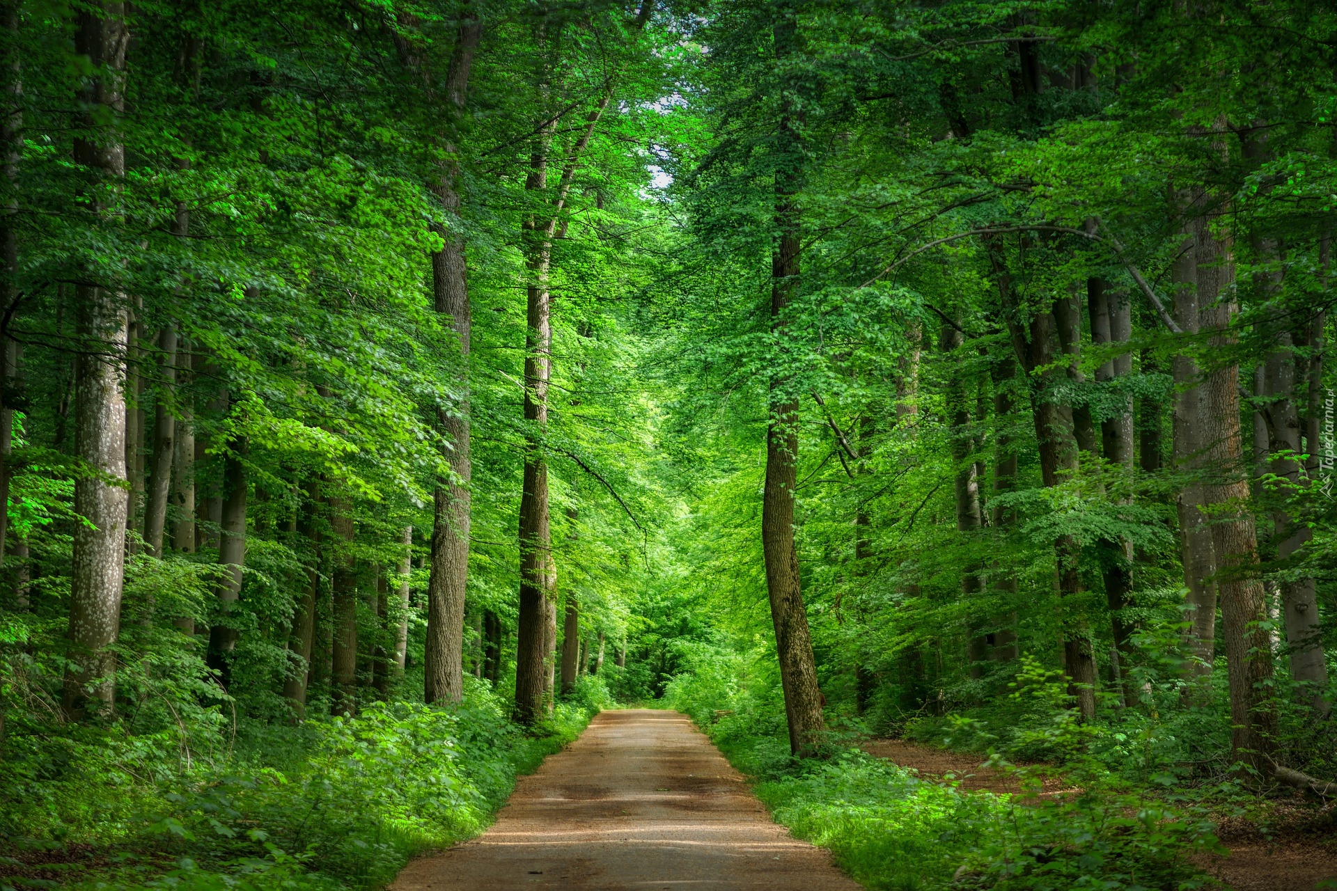 Zielony, Las, Drzewa, Droga, Ścieżka