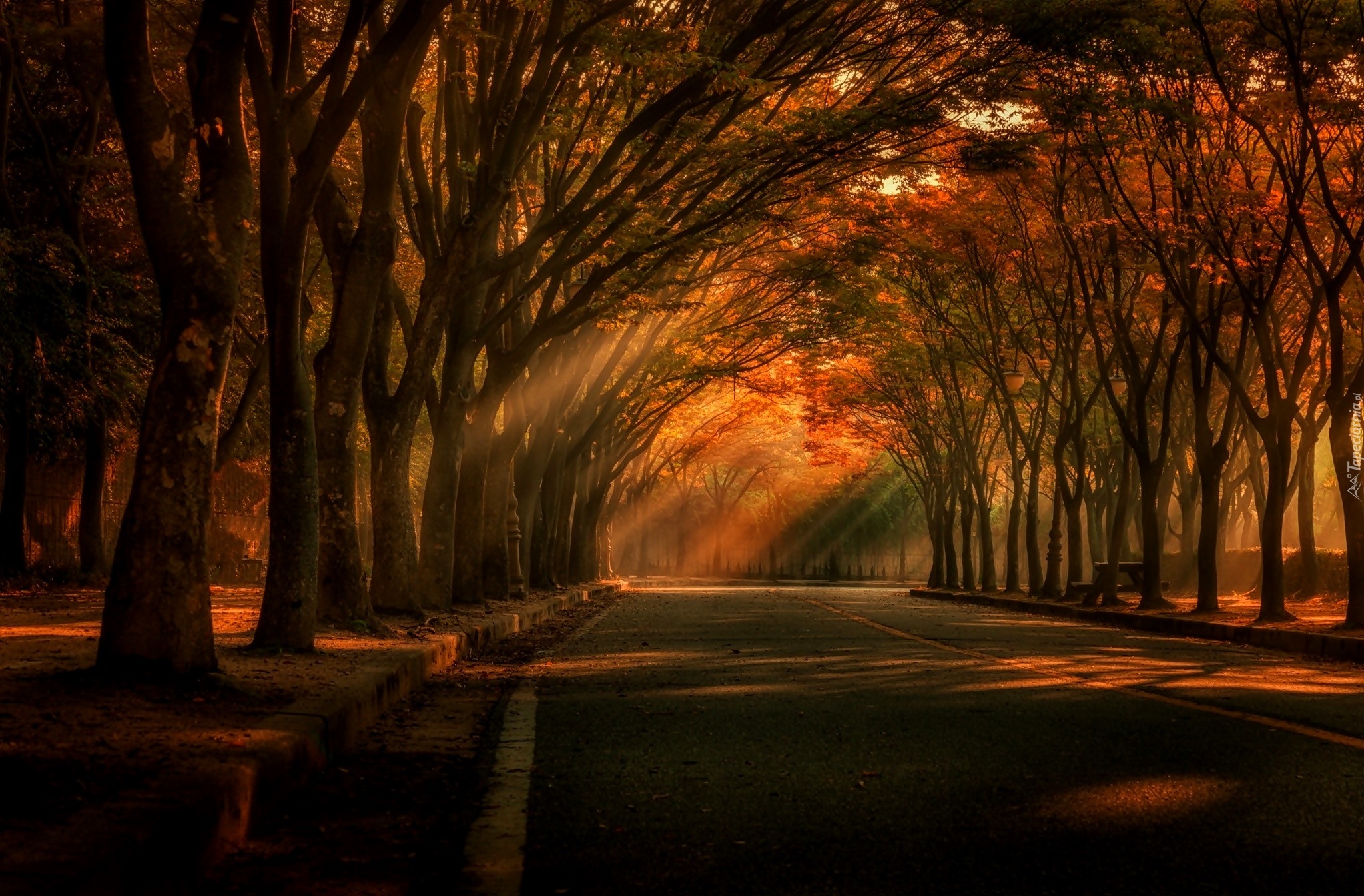 Jesień, Droga, Drzewa, Przebijające, Światło