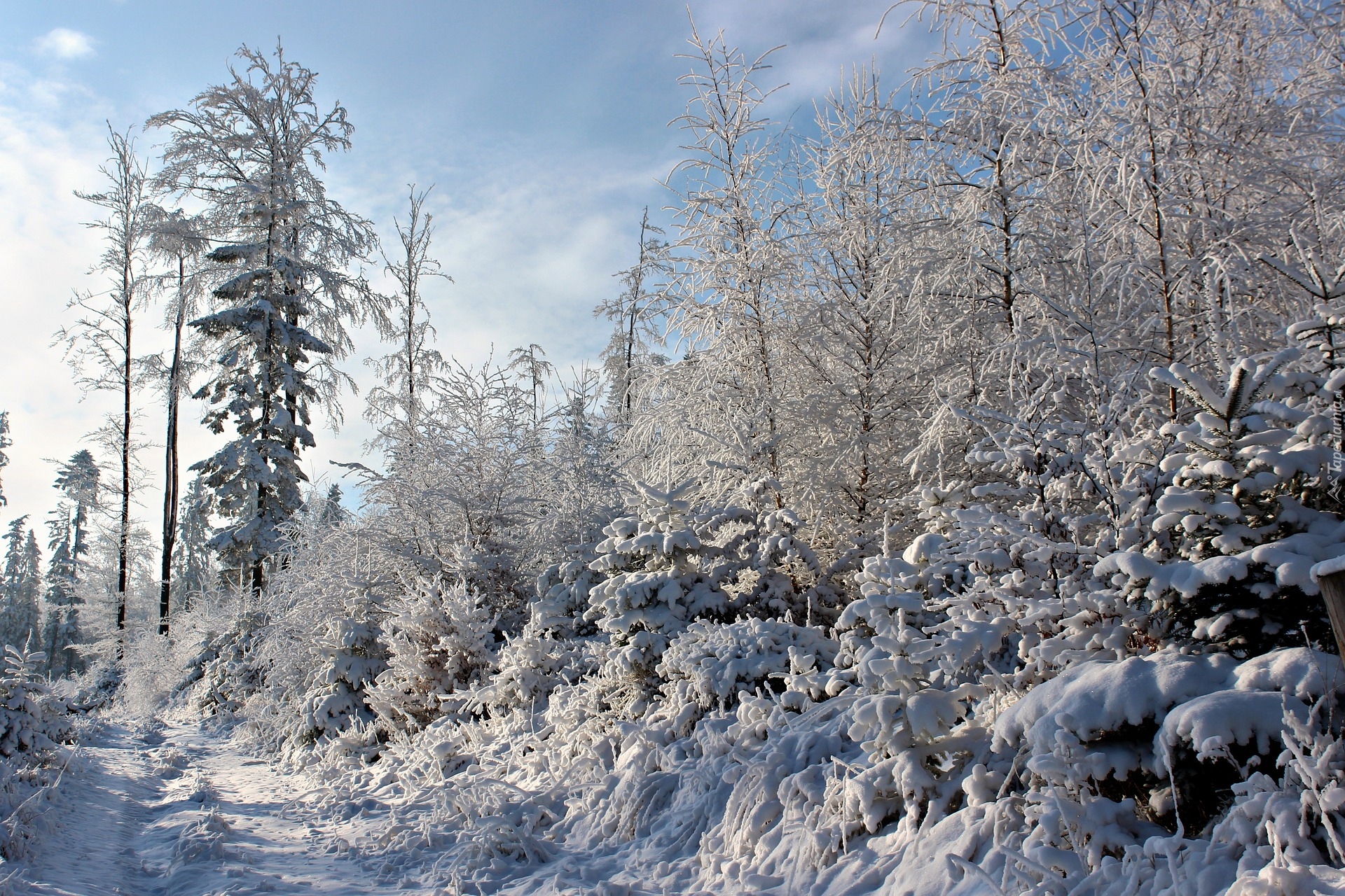 Zima, Las, Drzewa, Ścieżka, Śnieg