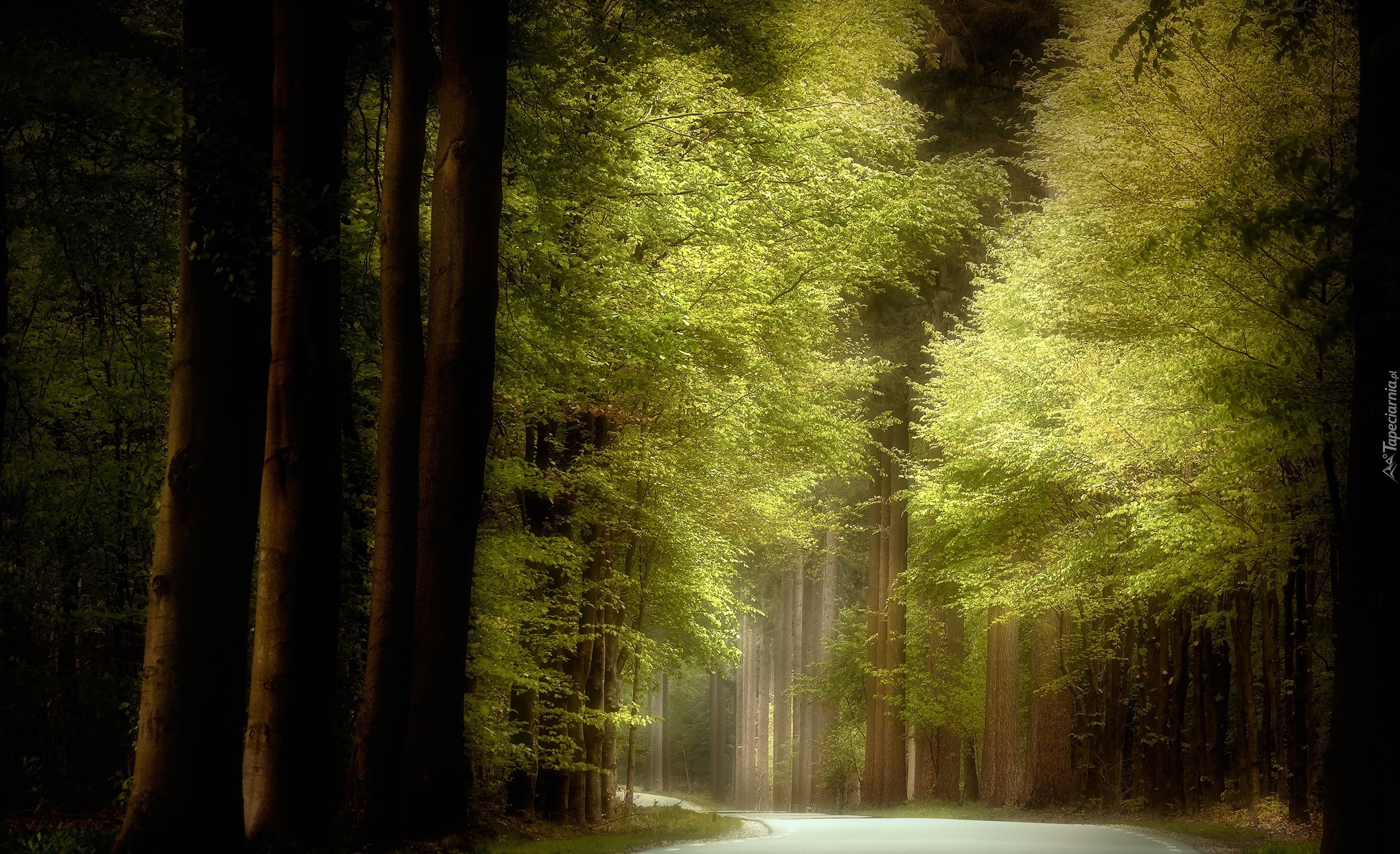 Las, Droga, Zielone, Drzewa, Przebijające światło