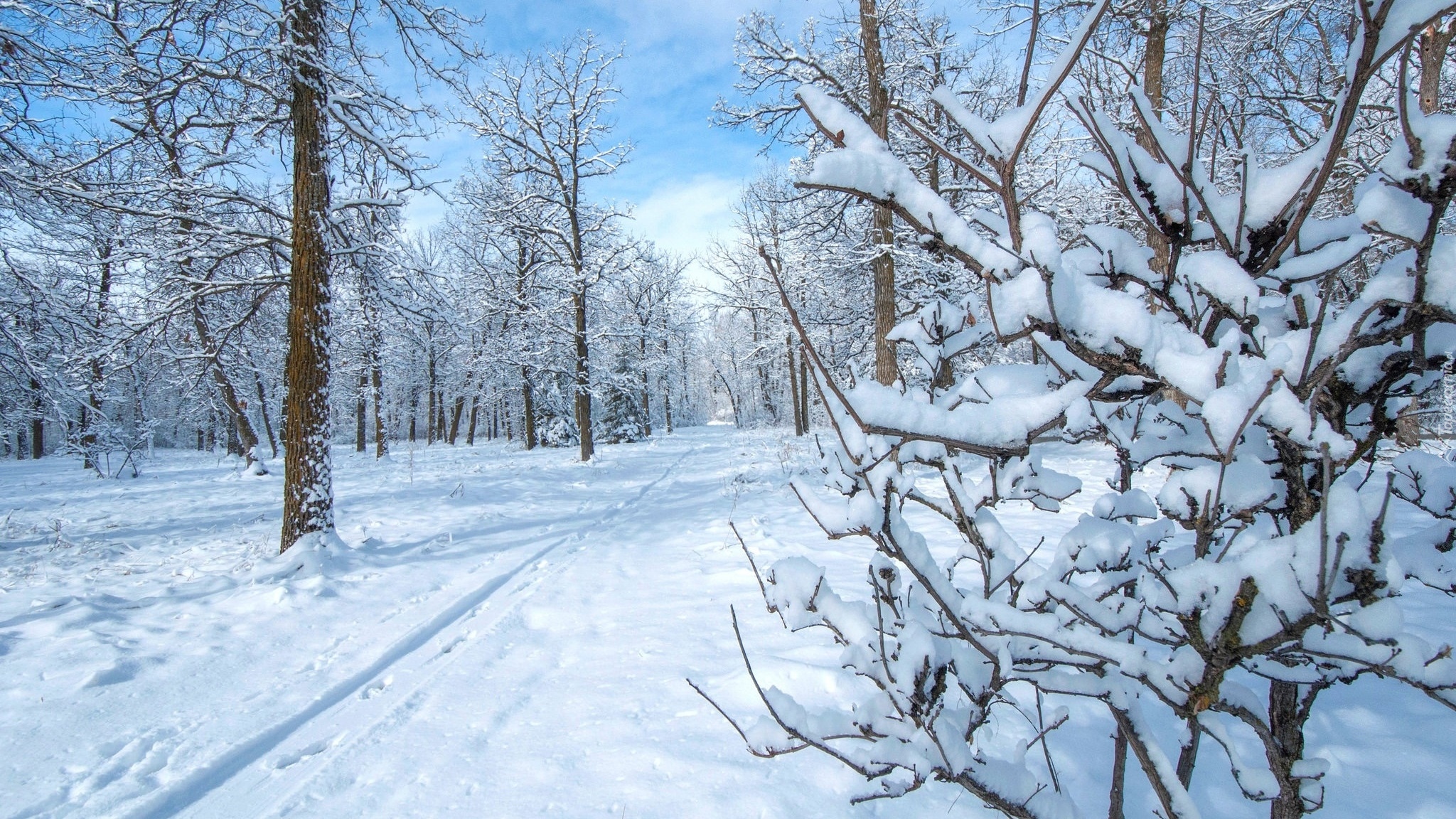 Zima, Drzewa, Śnieg, Dróżka