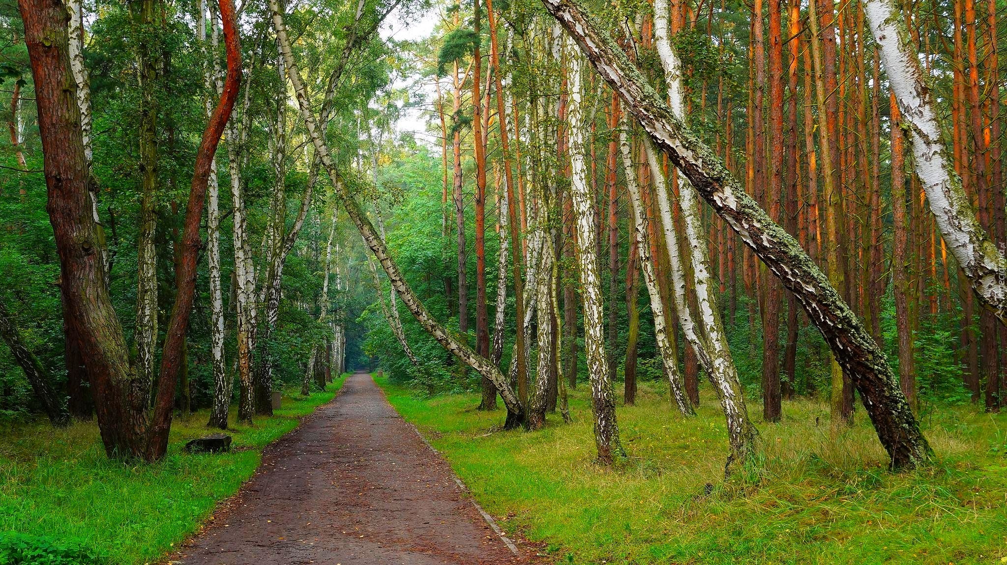 Dróżka, Las, Drzewa, Brzozy, Zieleń