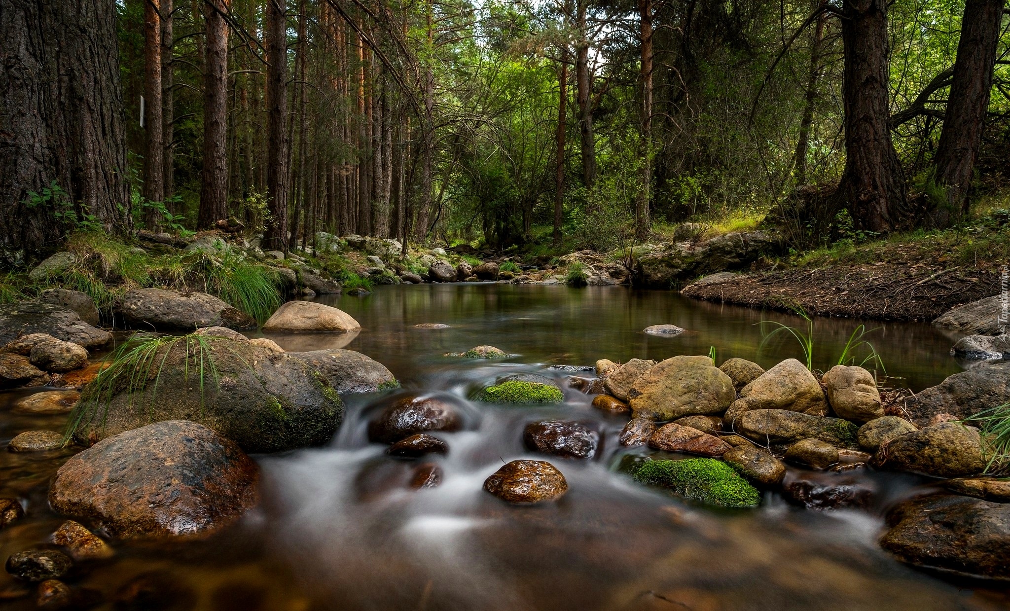 Las, Drzewa, Rzeka, Kamienie