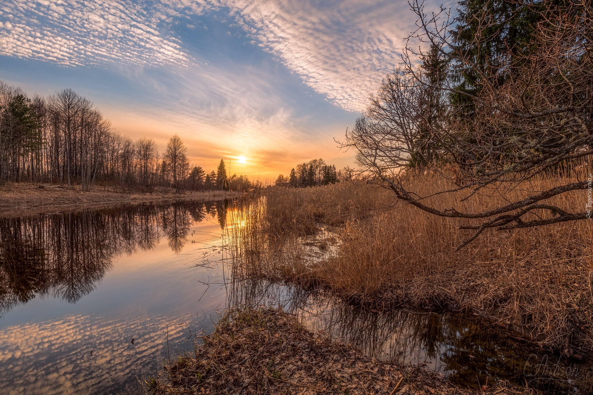 Rzeka, Drzewa, Trawa, Szuwary, Chmury, Wschód słońca, Odbicie