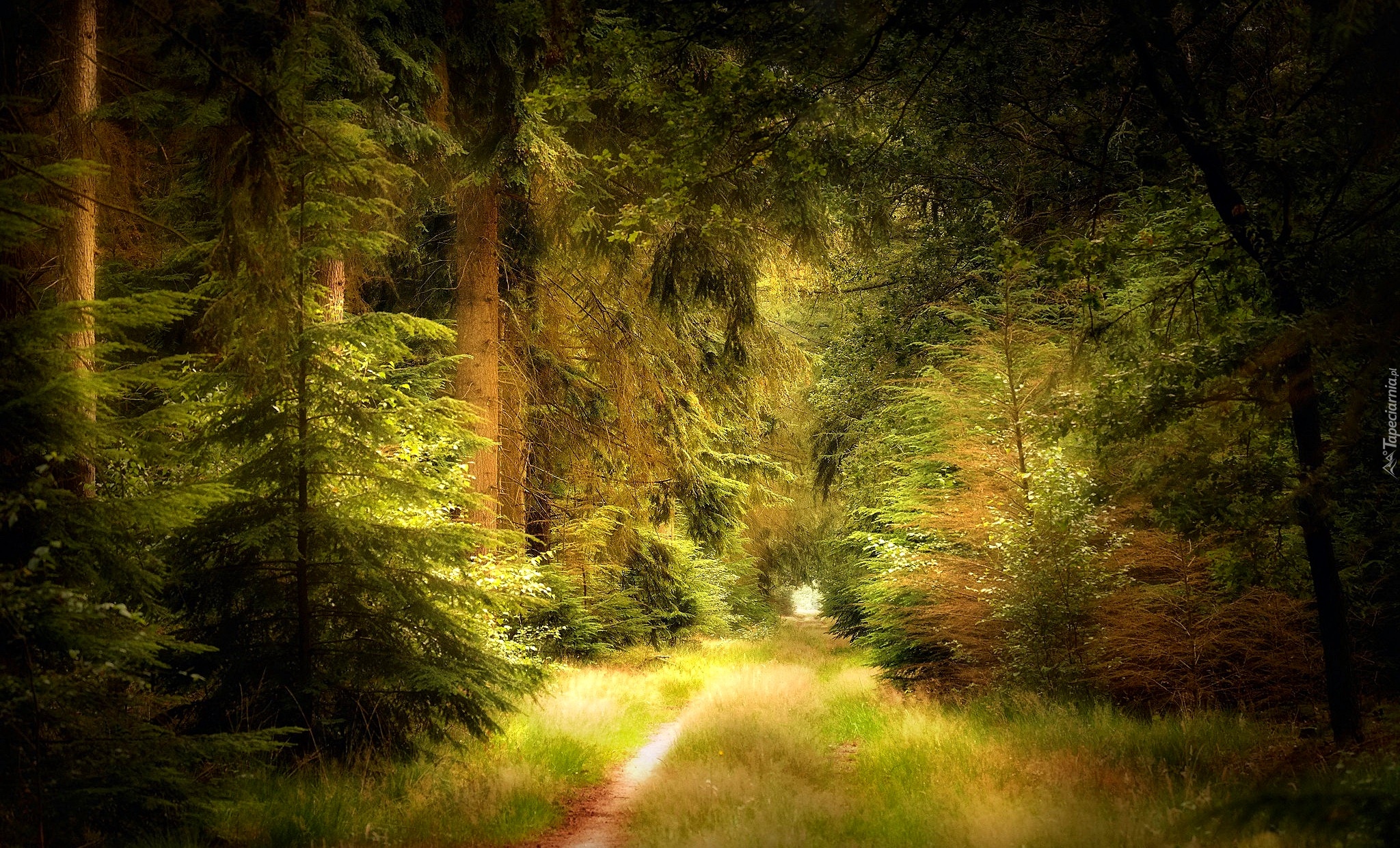 Las, Drzewa, Ścieżka, Lato