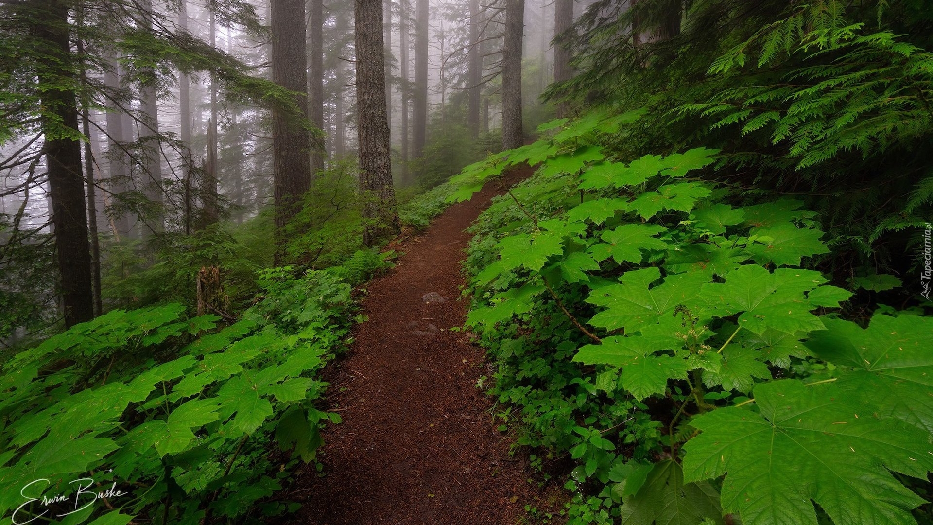 Las, Drzewa, Zielone, Liście, Mgła, Ścieżka