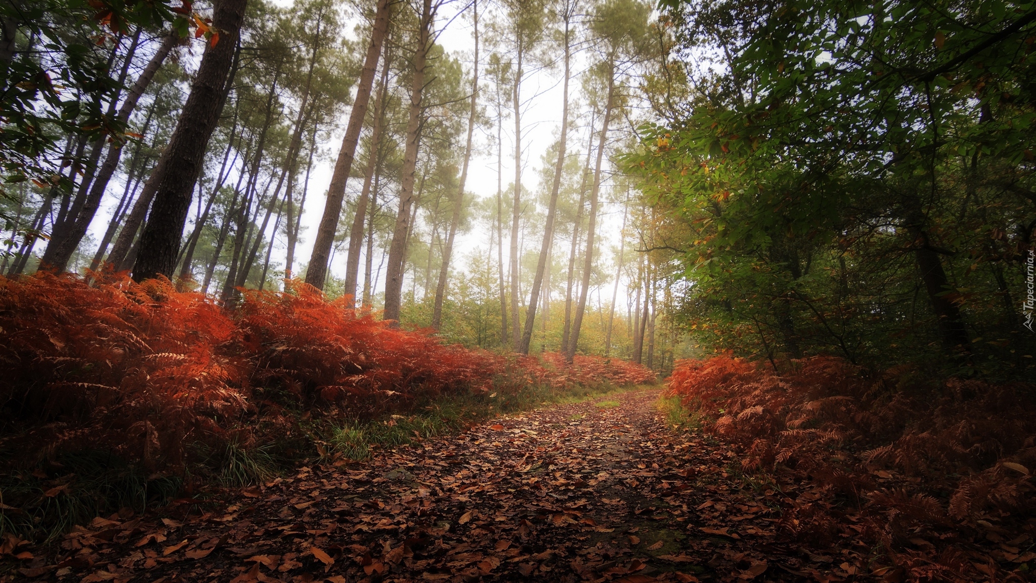 Jesień, Drzewa, Ścieżka, Liście, Mgła