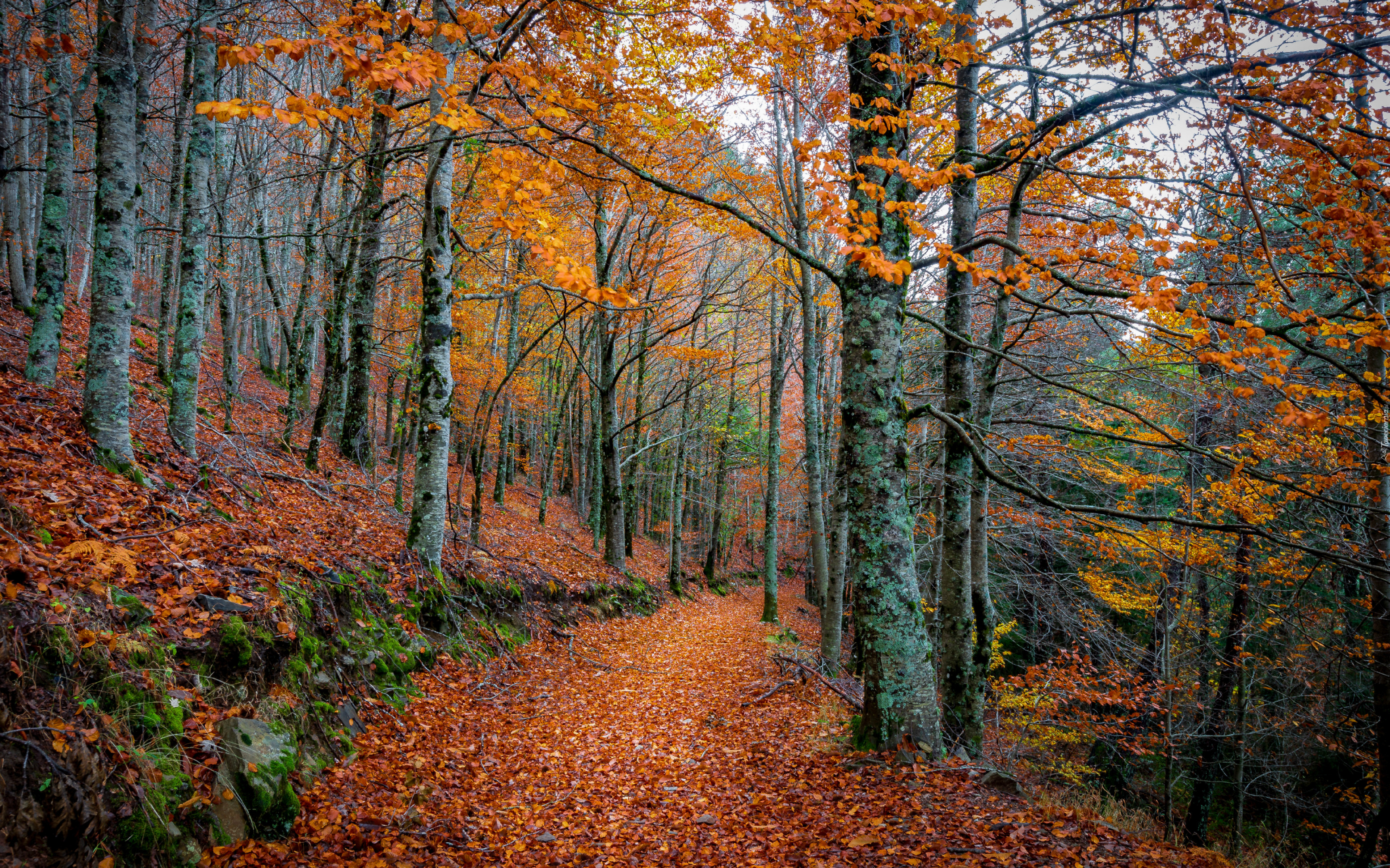 Las, Drzewa, Ścieżka, Liście, Jesień