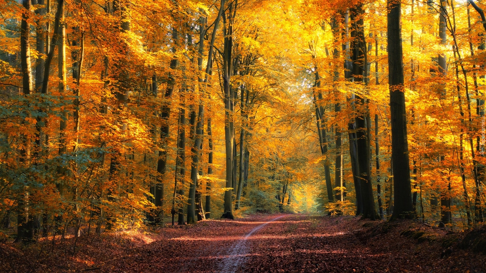 Las, Ścieżka, Drzewa, Roślinność, Liście, Jesień