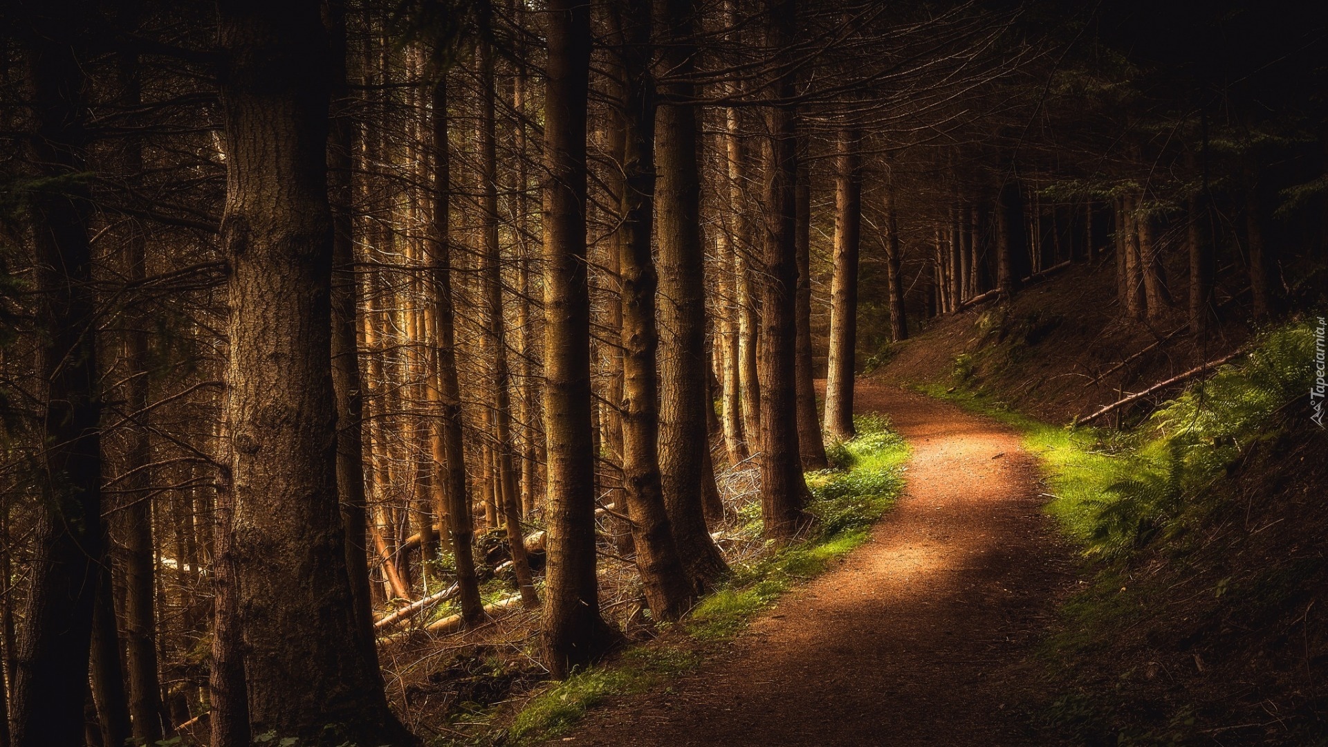 Szkocja, Hrabstwo Perthshire, Dolina Cloan Glen, Las, Drzewa, Ścieżka