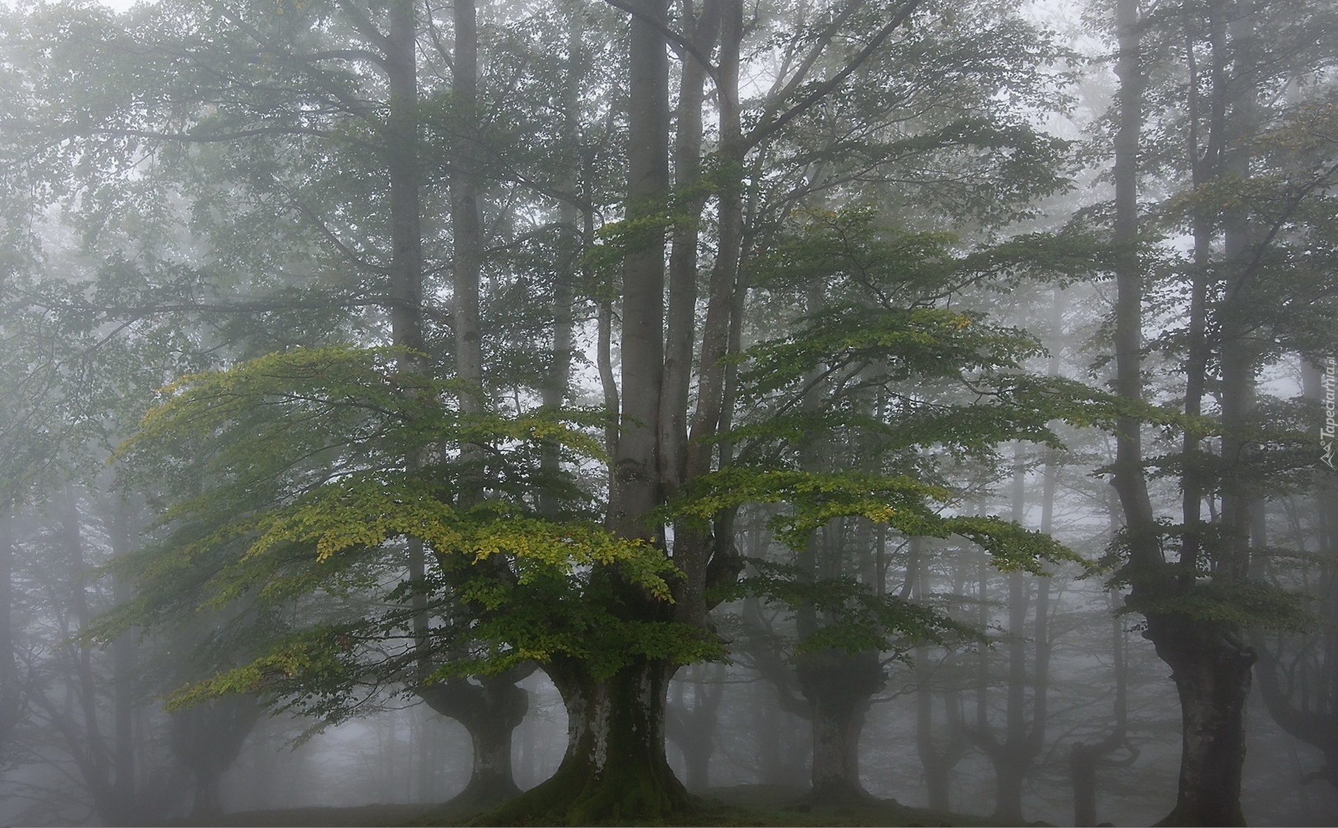 Las, Mgła, Drzewa
